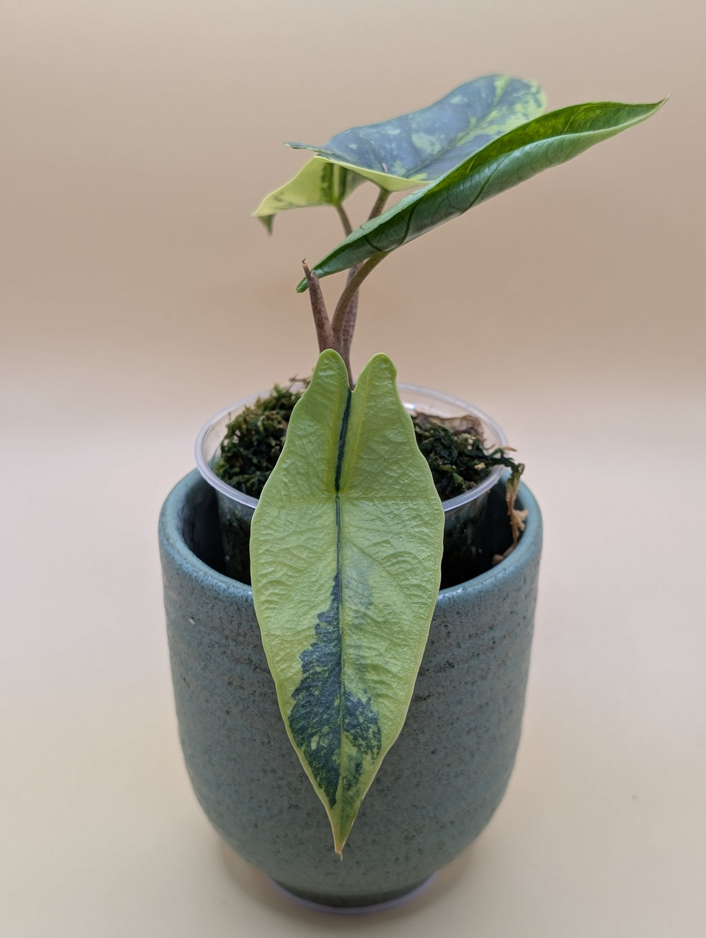 Alocasia Heterophylla Metallic Blue Aurea