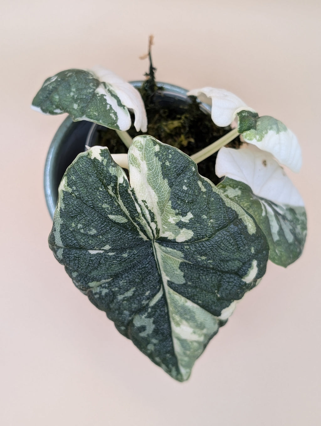 Alocasia Melo Albo