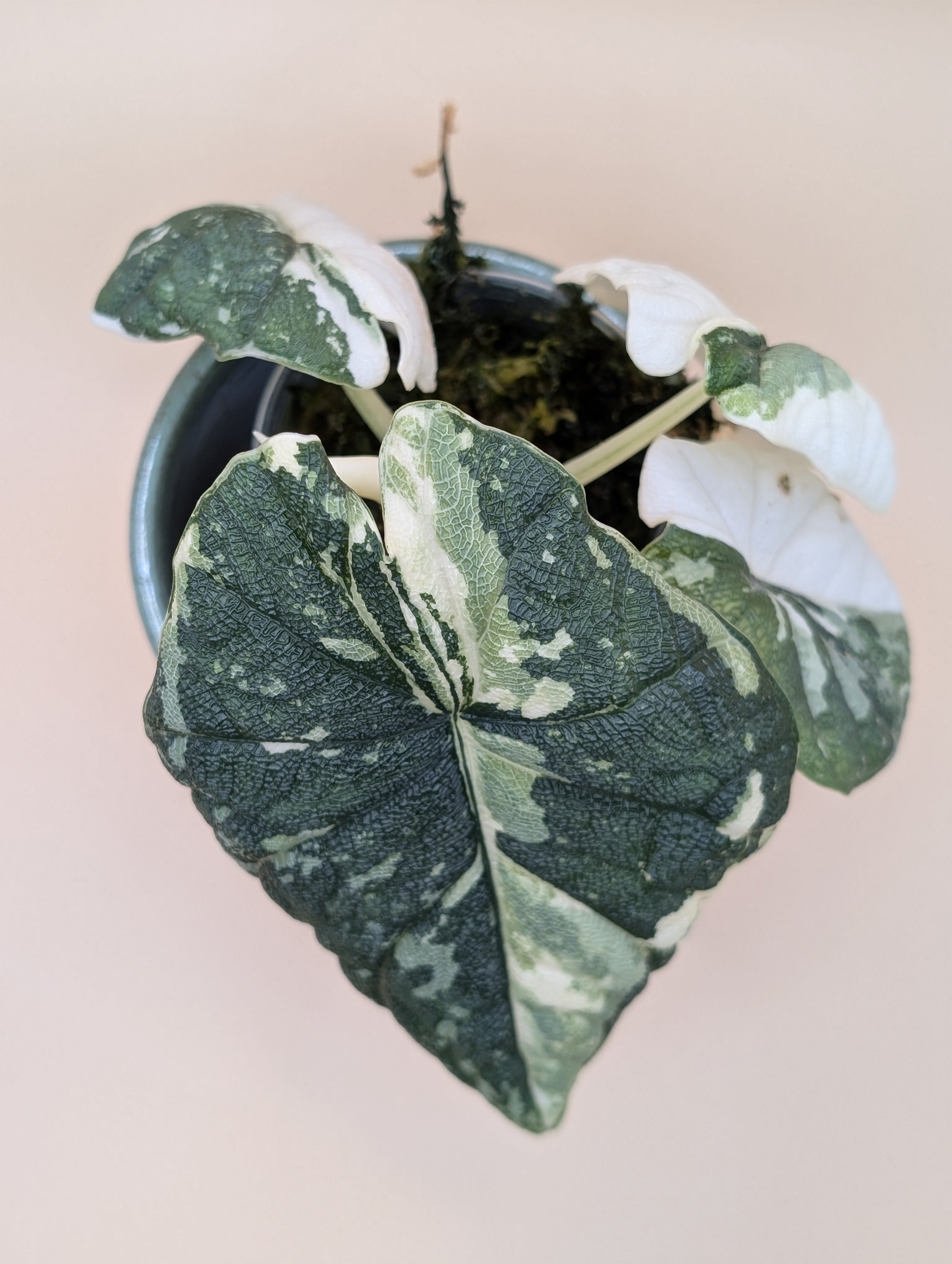 Alocasia Melo Albo