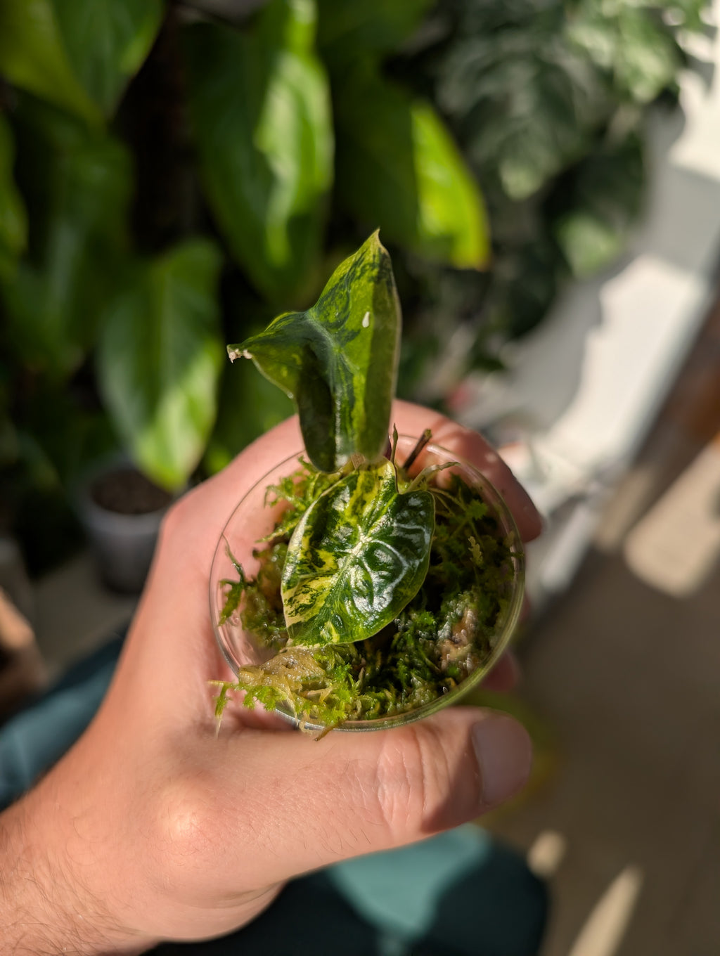 Alocasia Venom aurea
