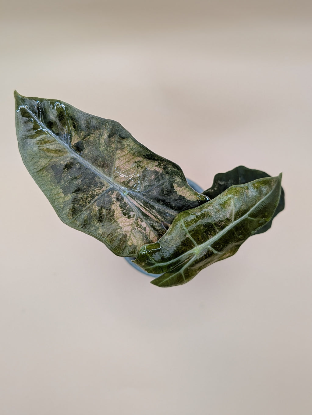 Alocasia Pseudo Sanderiana Pink low var