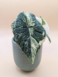 Alocasia Melo Albo