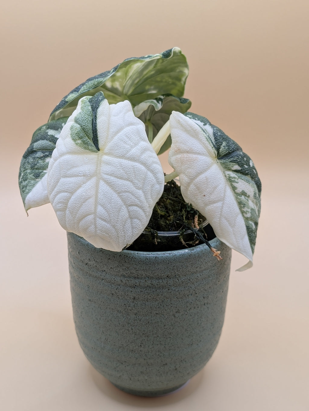 Alocasia Melo Albo