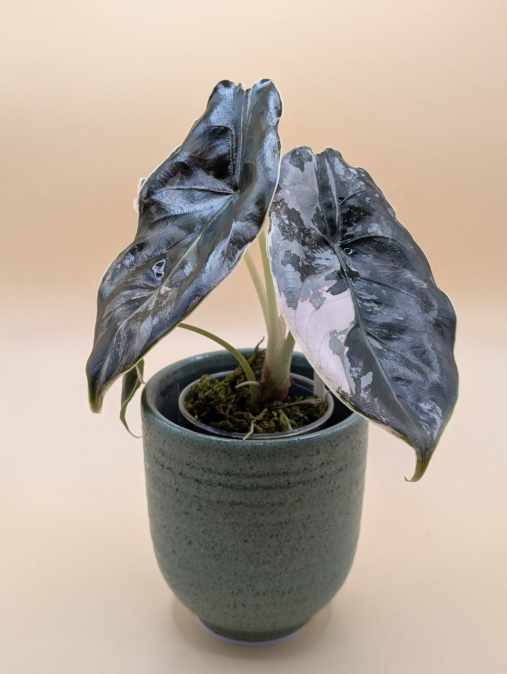 Alocasia Azlanii Albo