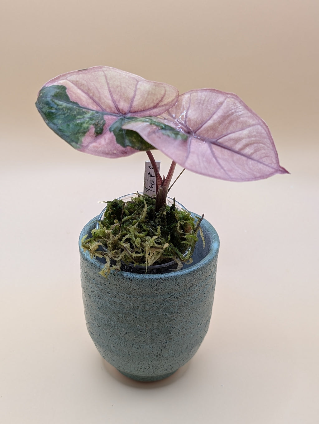 Alocasia Yucatan Pink Princess