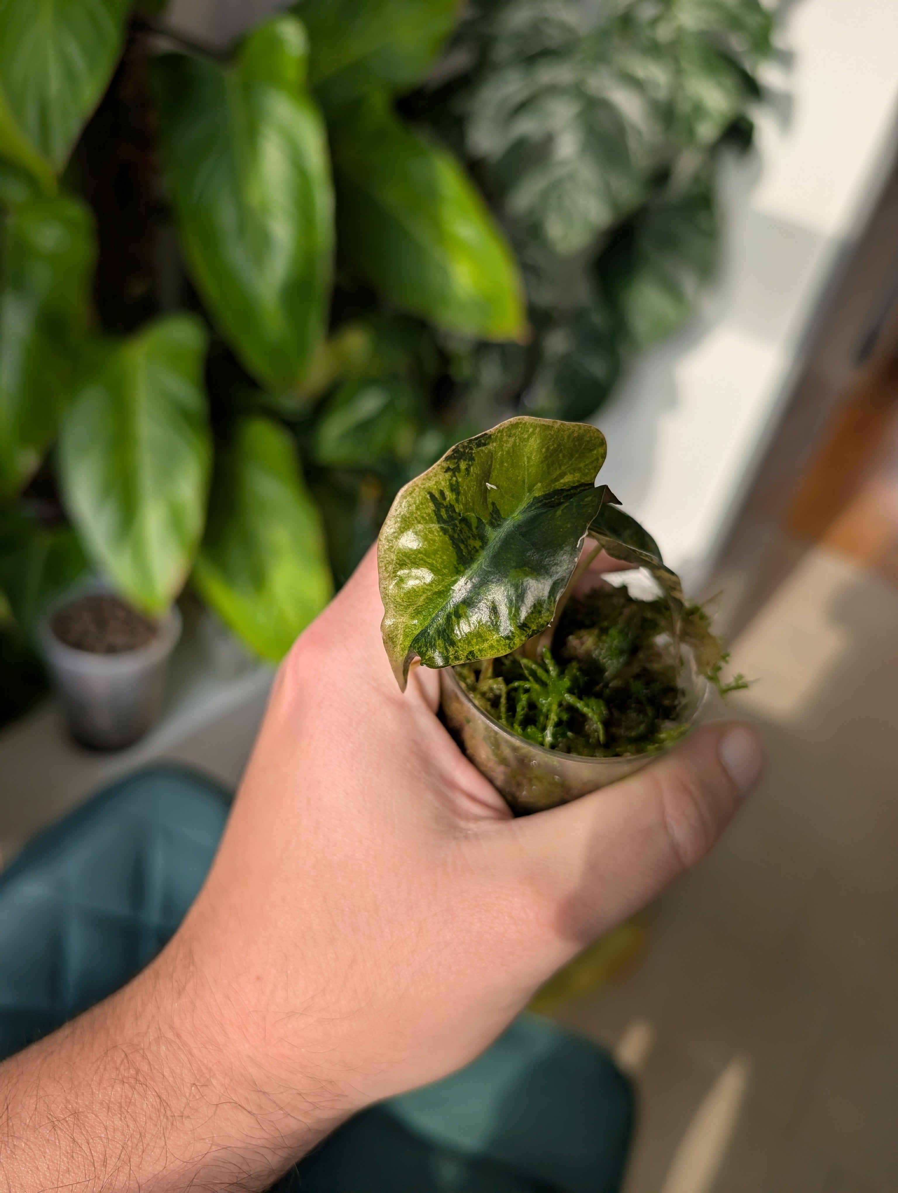 Alocasia Venom aurea