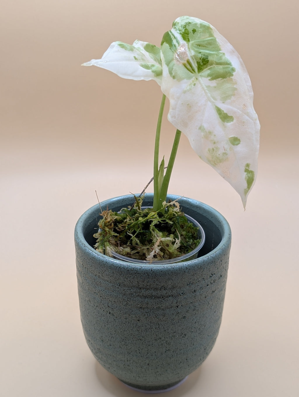 Alocasia Acuminata Albo