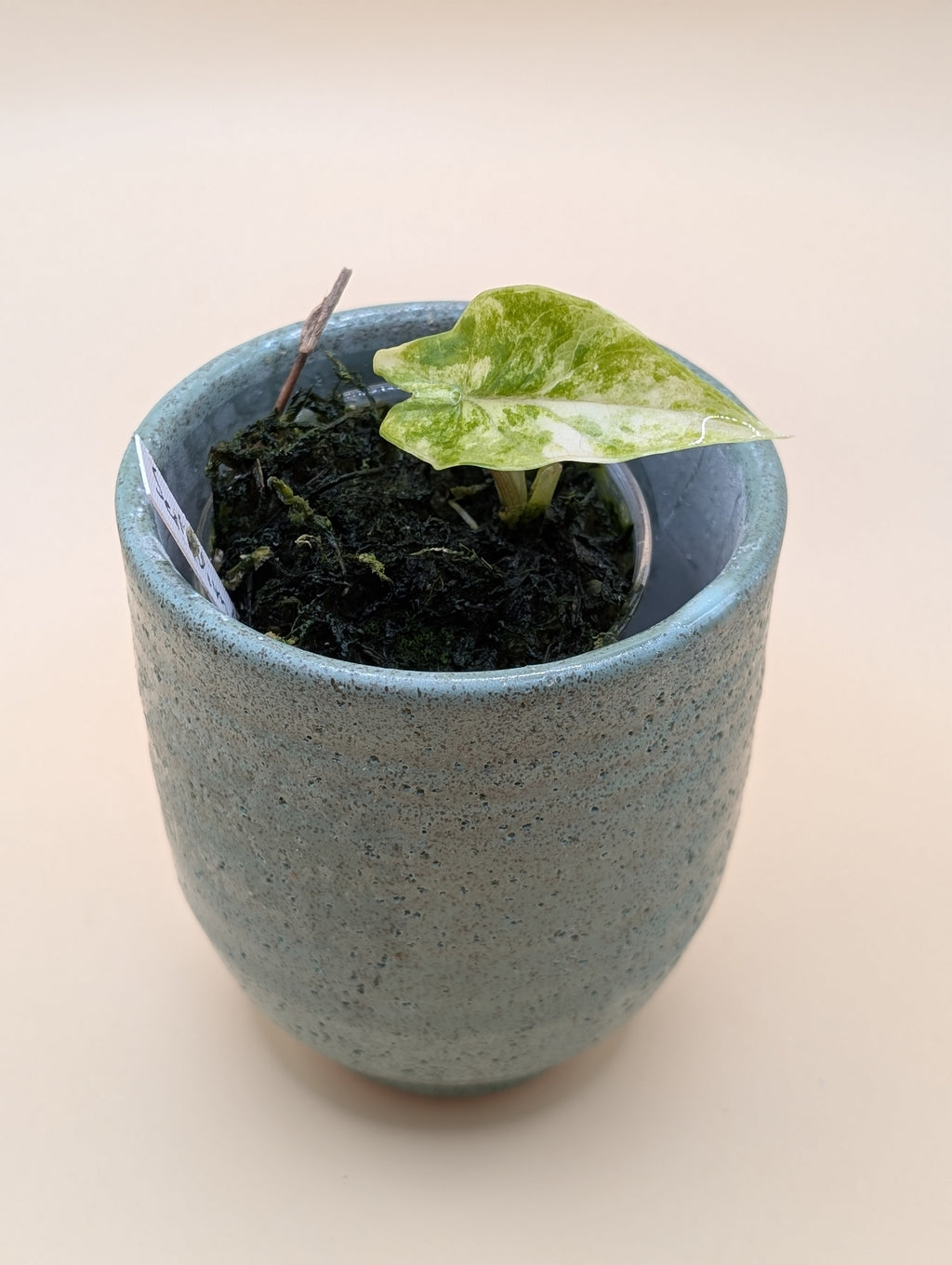 Alocasia Scalprum Albo