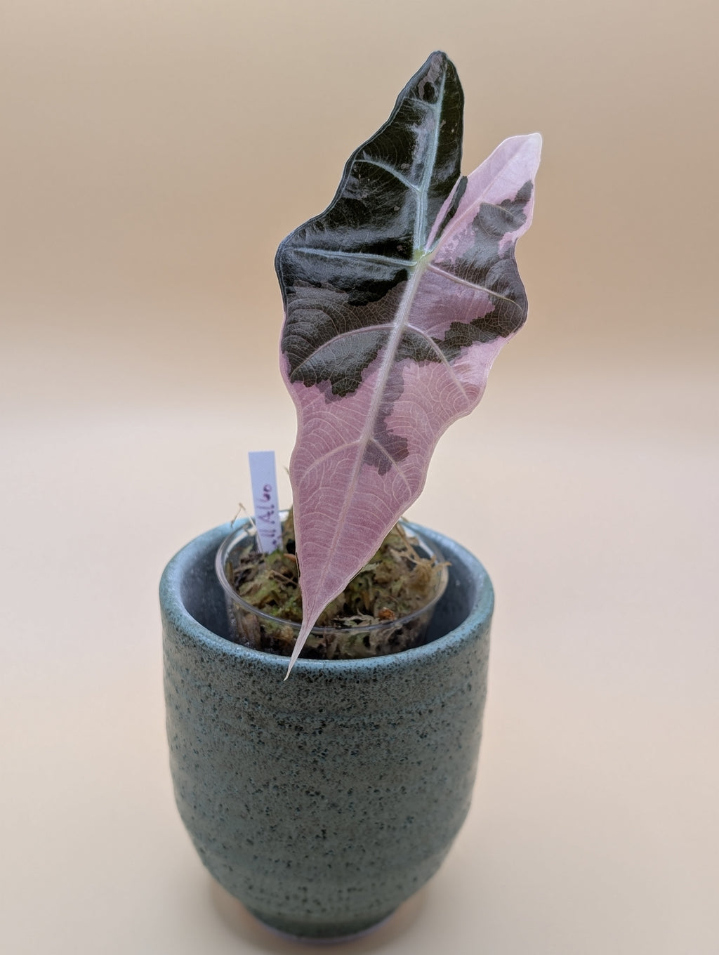 Alocasia Sanderiana 'Bull' Pink