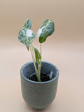 Alocasia Sarian Albo