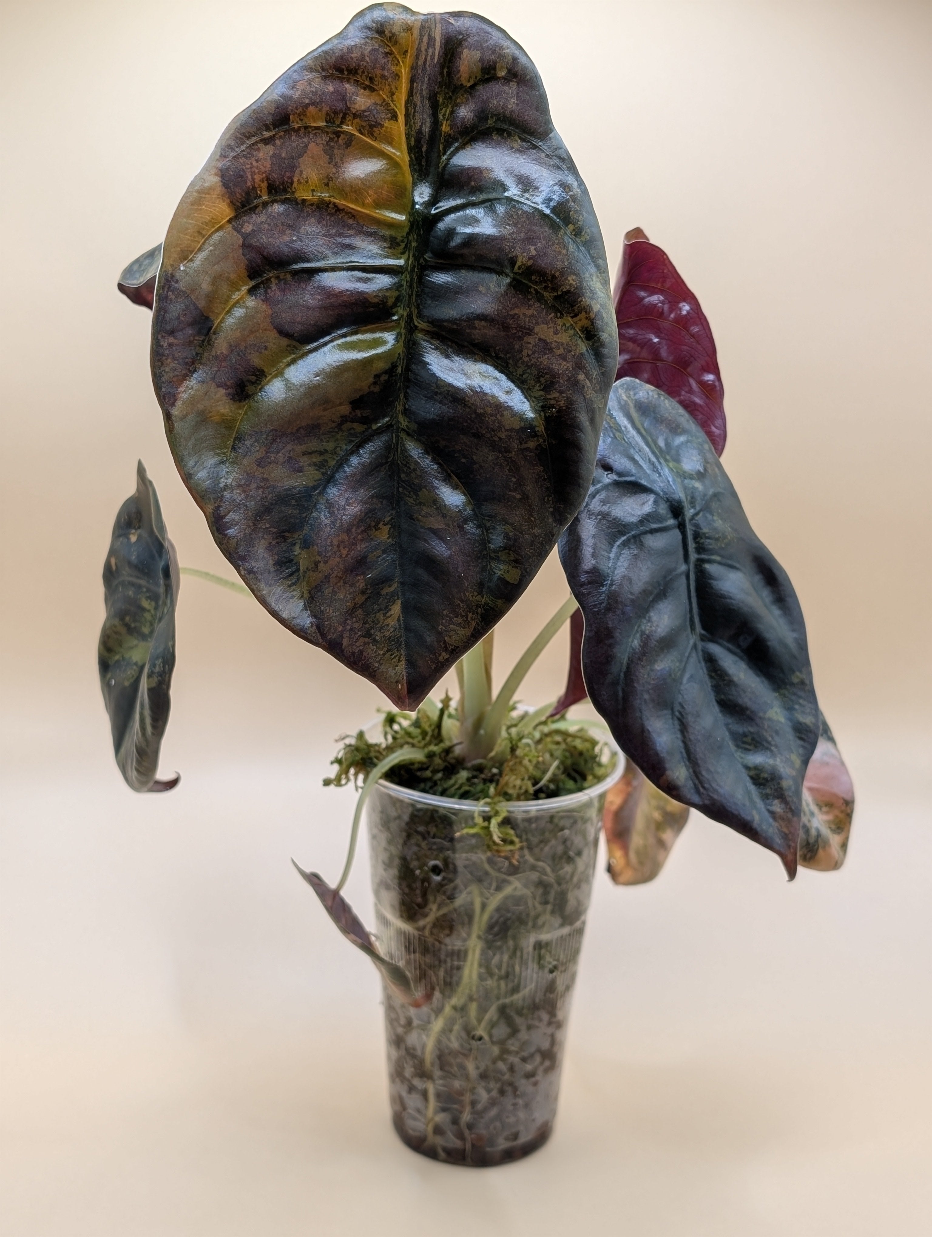 Alocasia Cuprea Gold