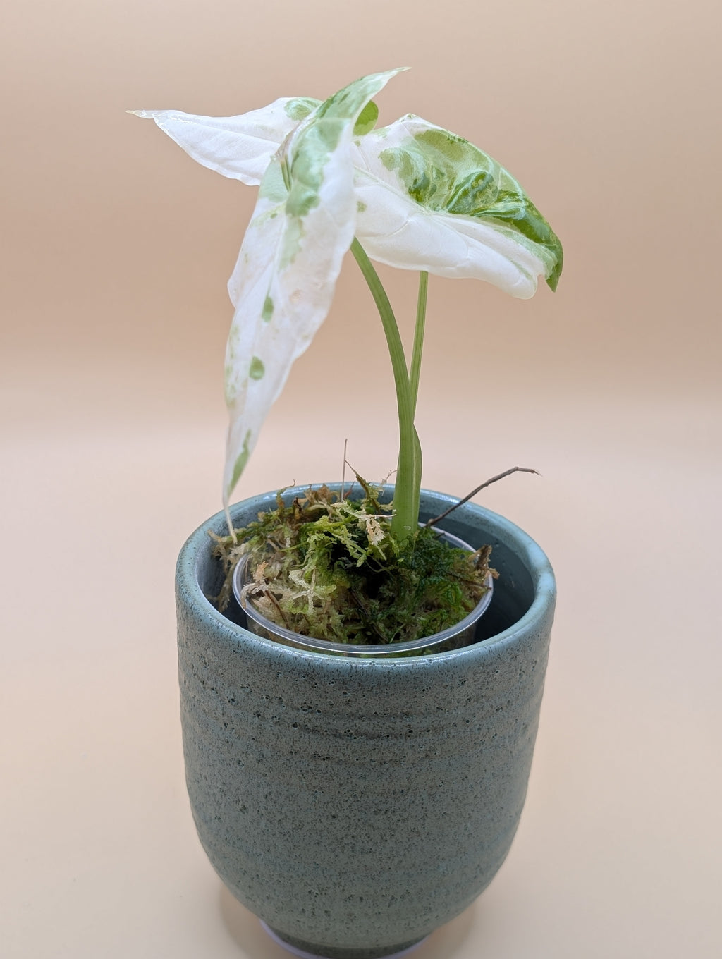 Alocasia Acuminata Albo