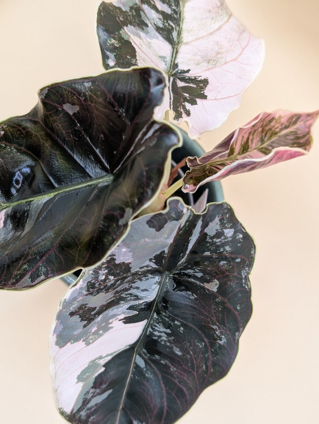 Alocasia Azlanii Albo