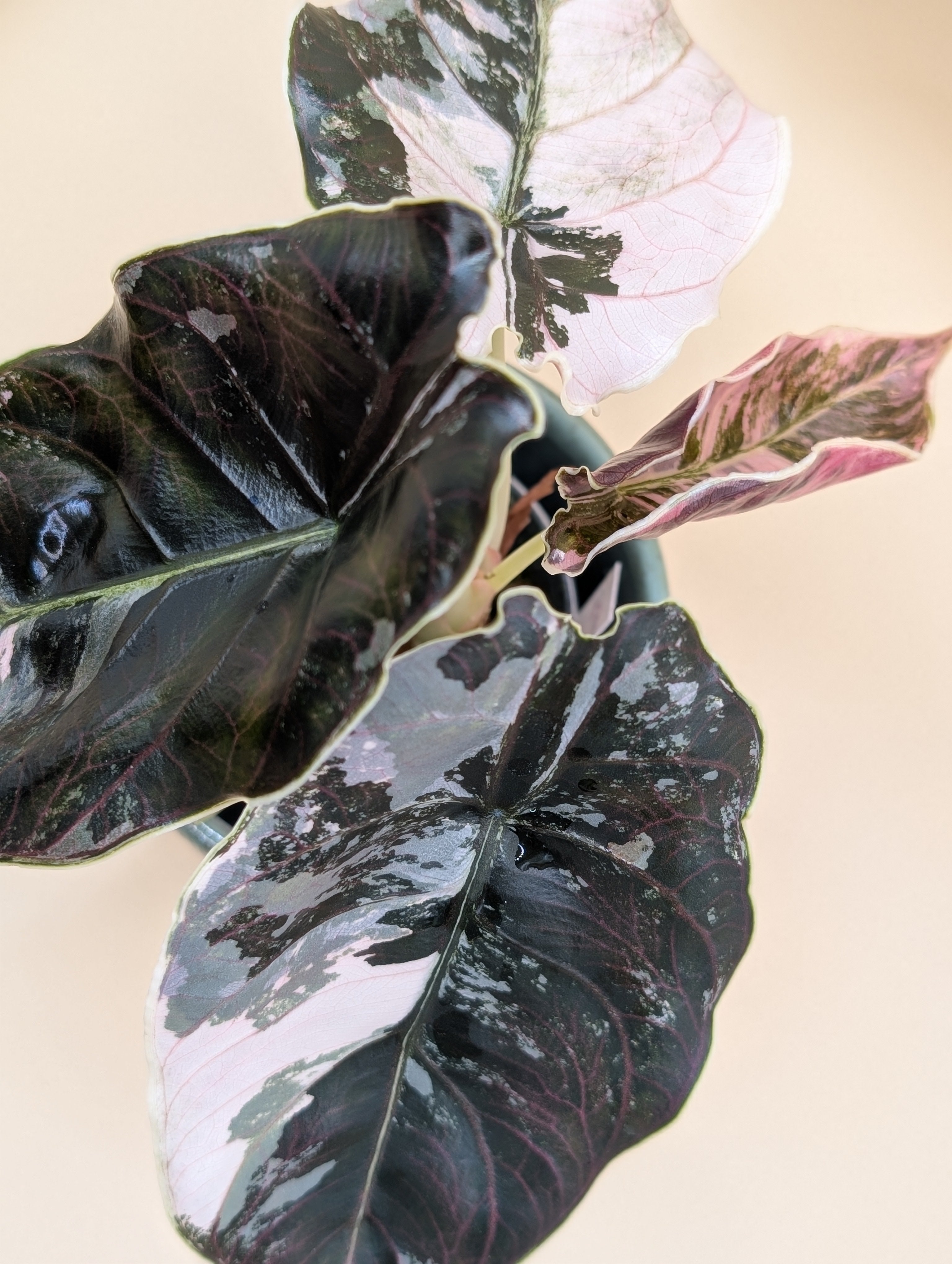 Alocasia Azlanii Albo