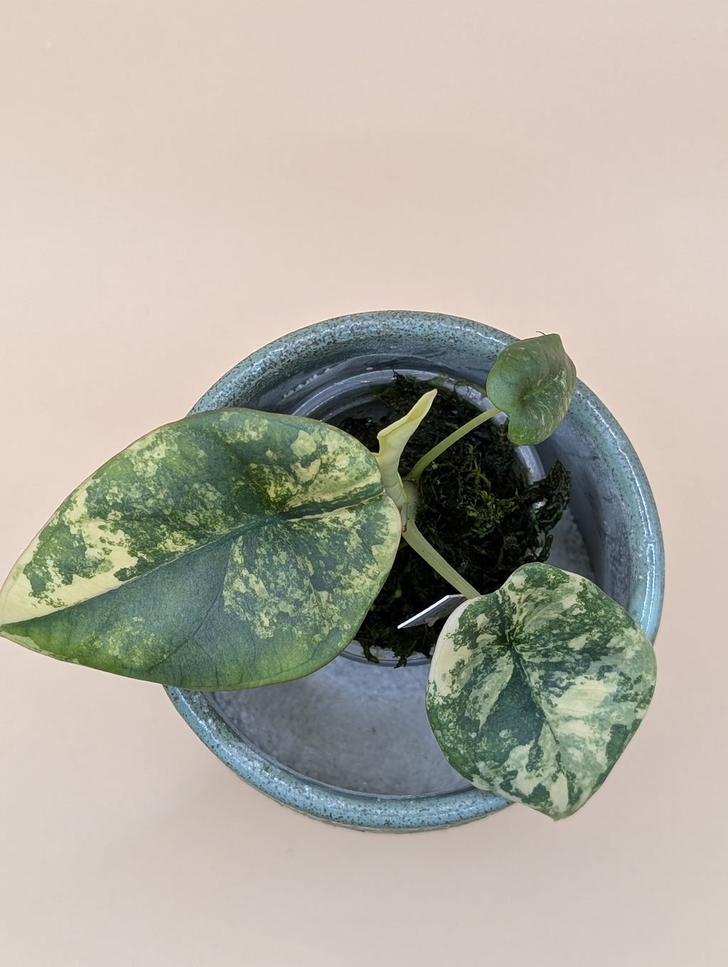 Alocasia Nebula Aurea