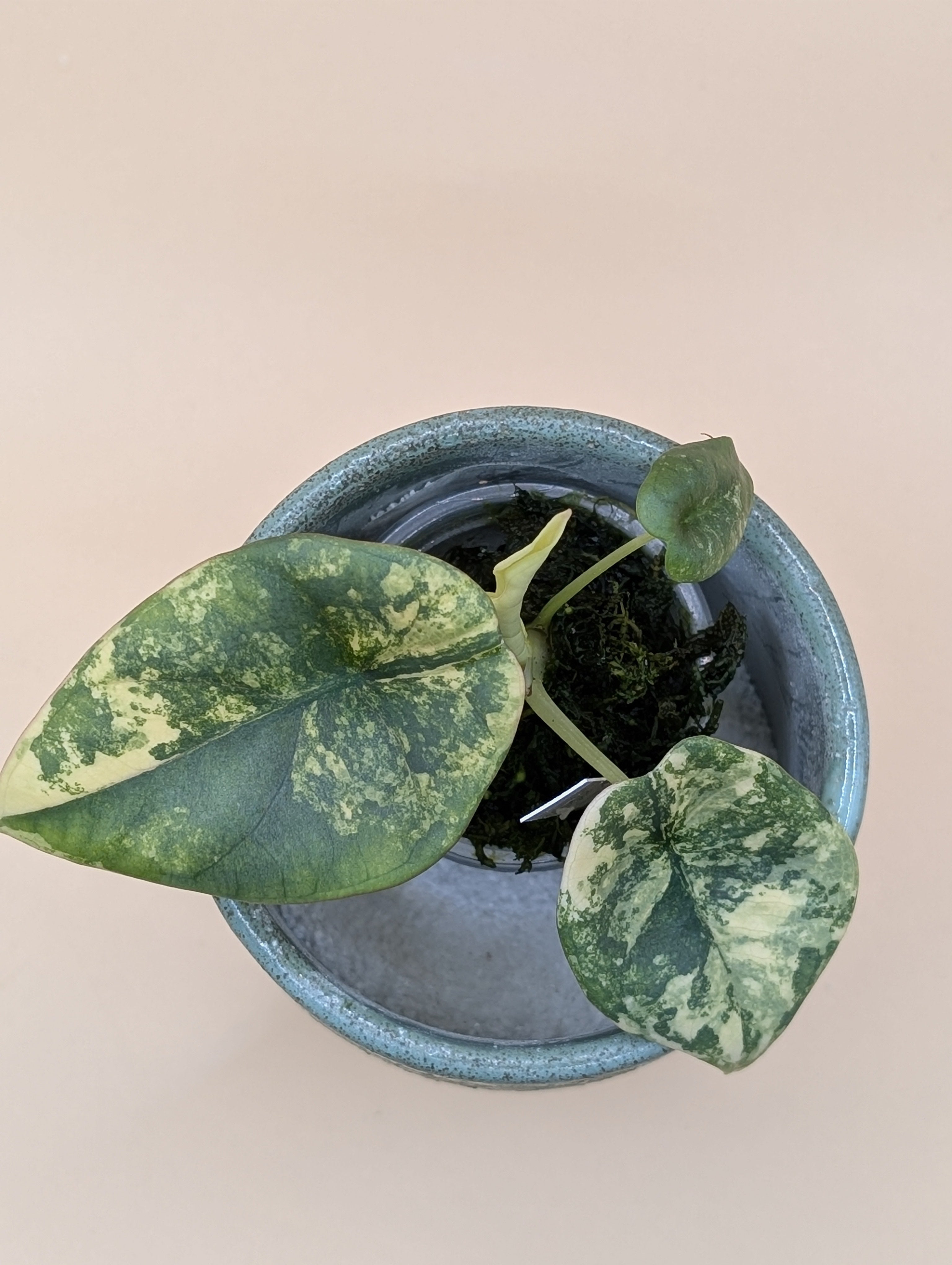 Alocasia Nebula Aurea