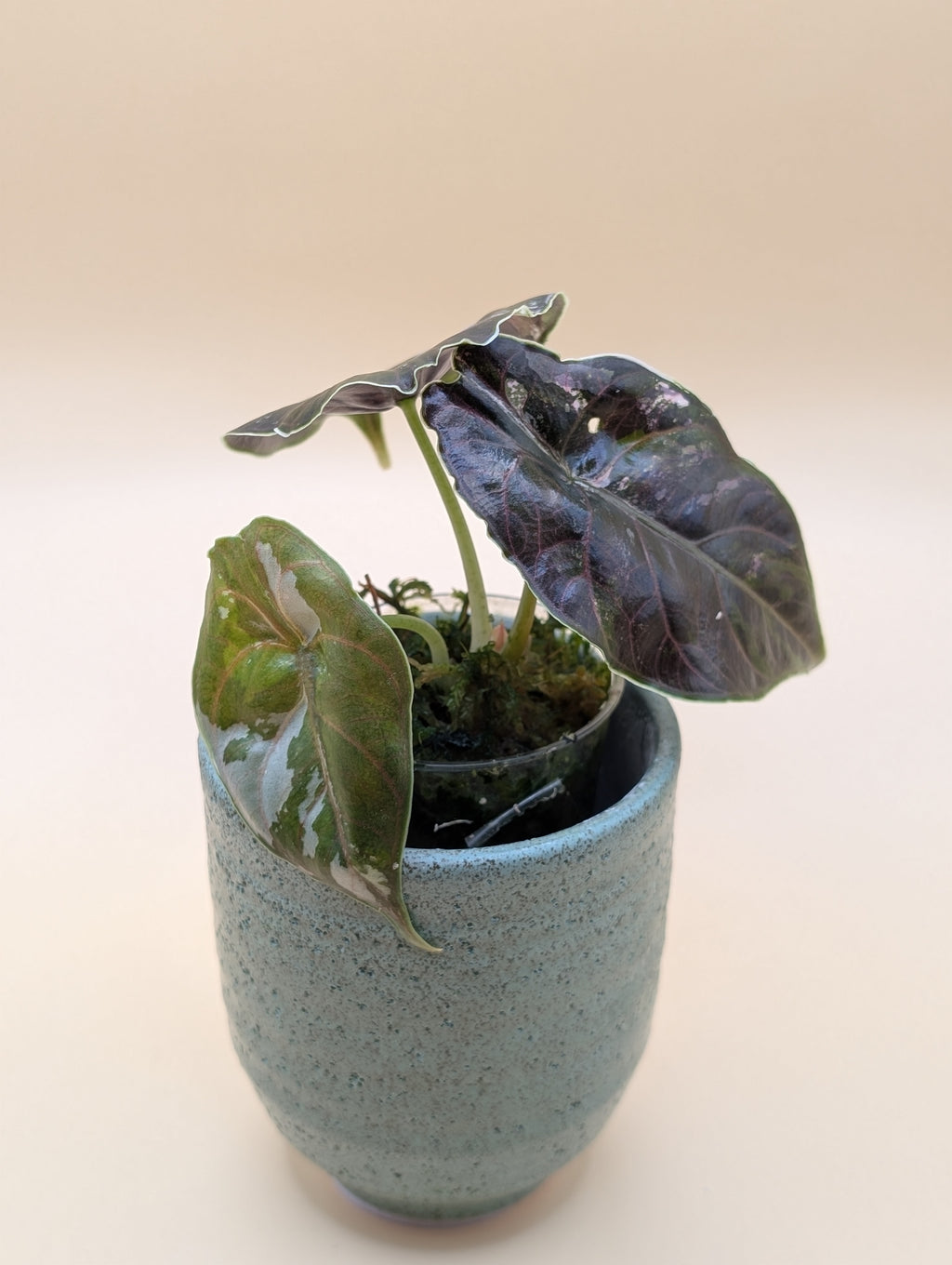 Alocasia Azlanii Albo