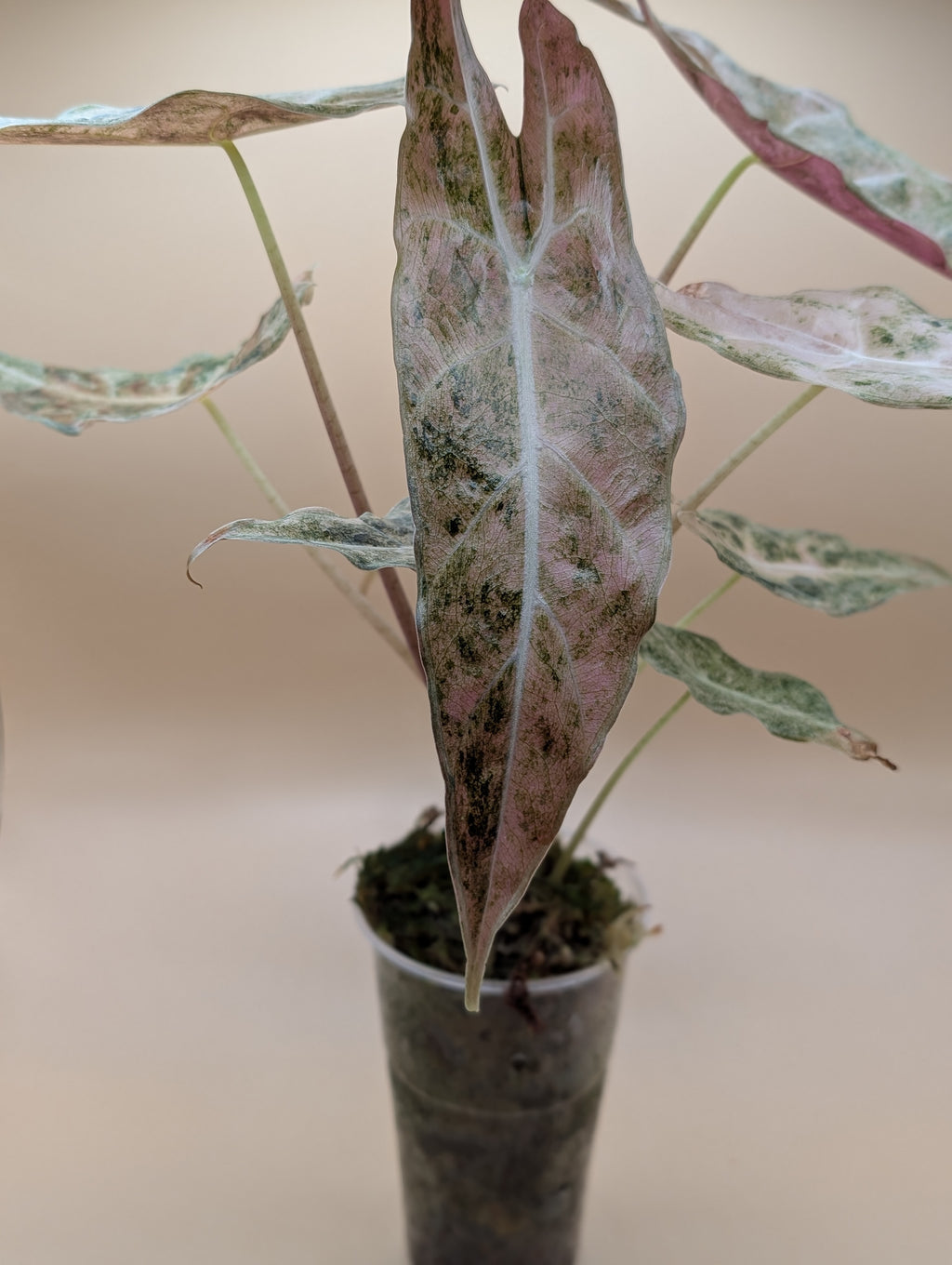 Alocasia Black Satun Stardust Mutterpflanze