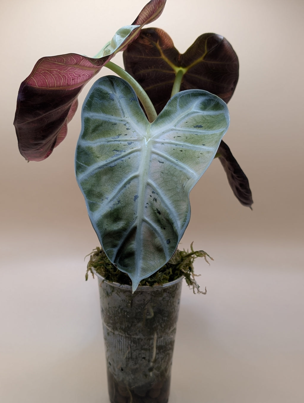 Alocasia Heartballoon Mint