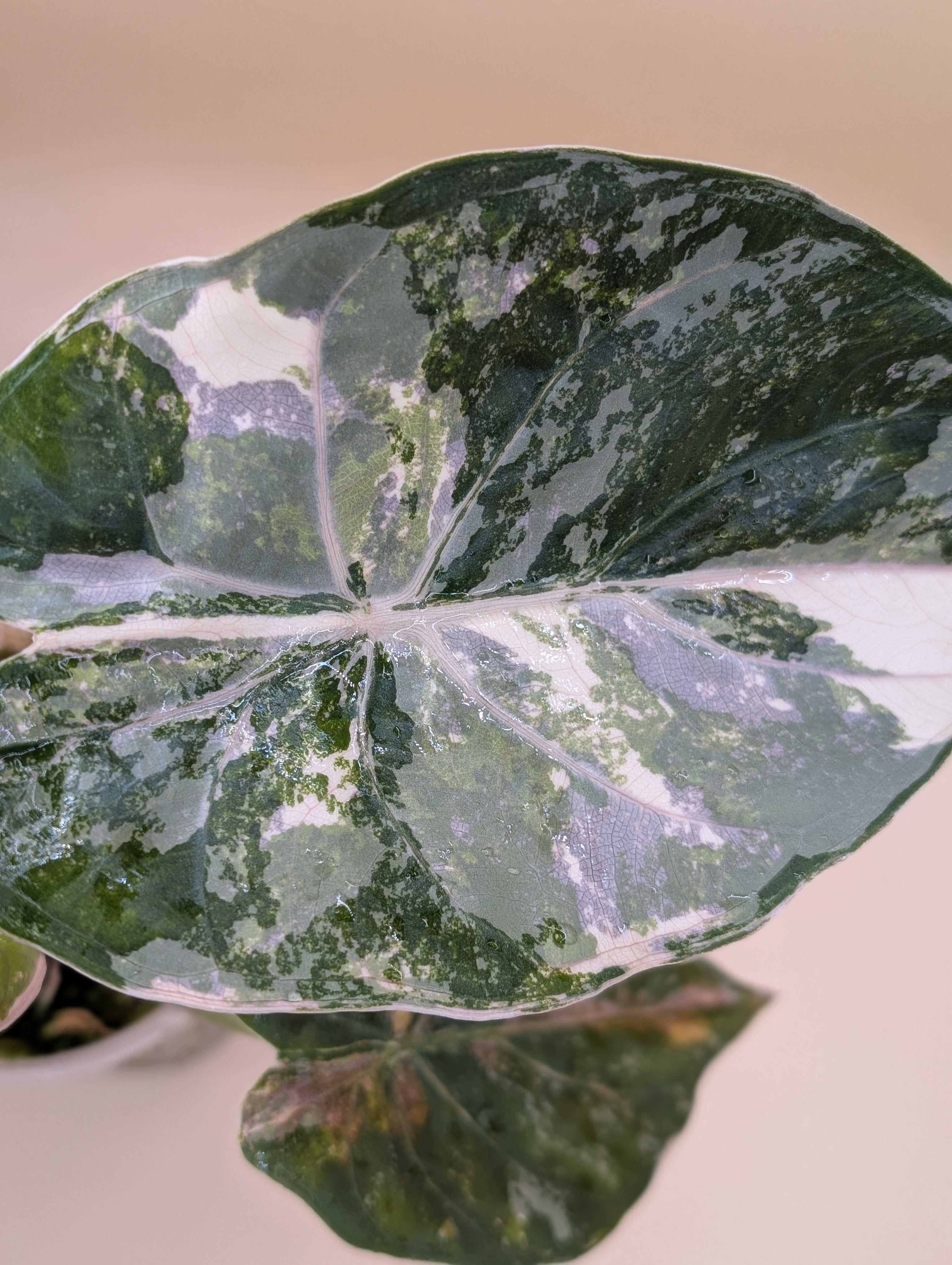 Alocasia Wentii Albo