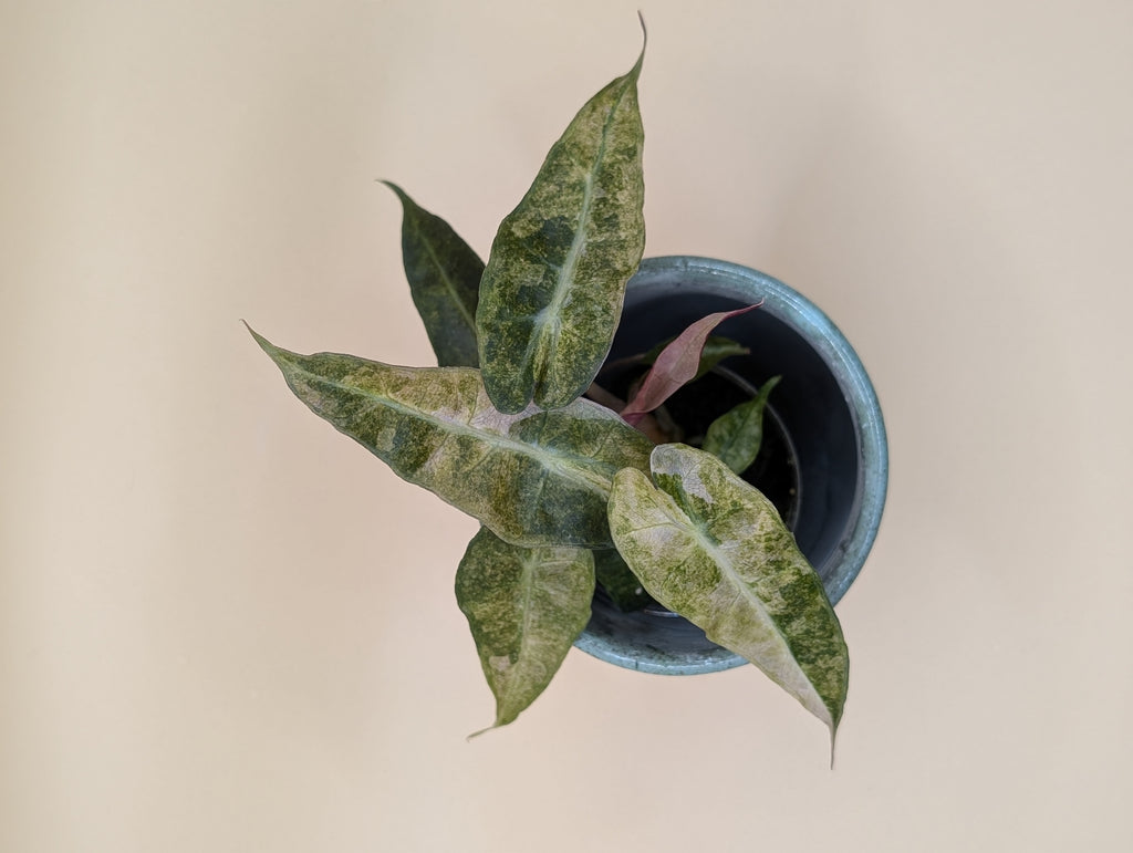 Alocasia Polly Tricolor