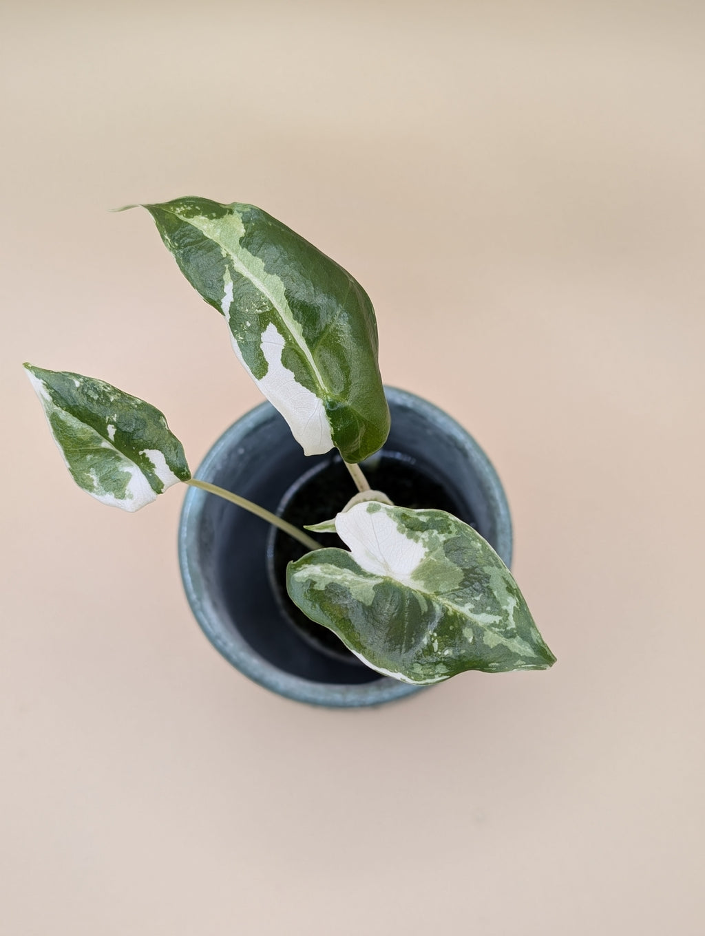 Alocasia Sarian Albo