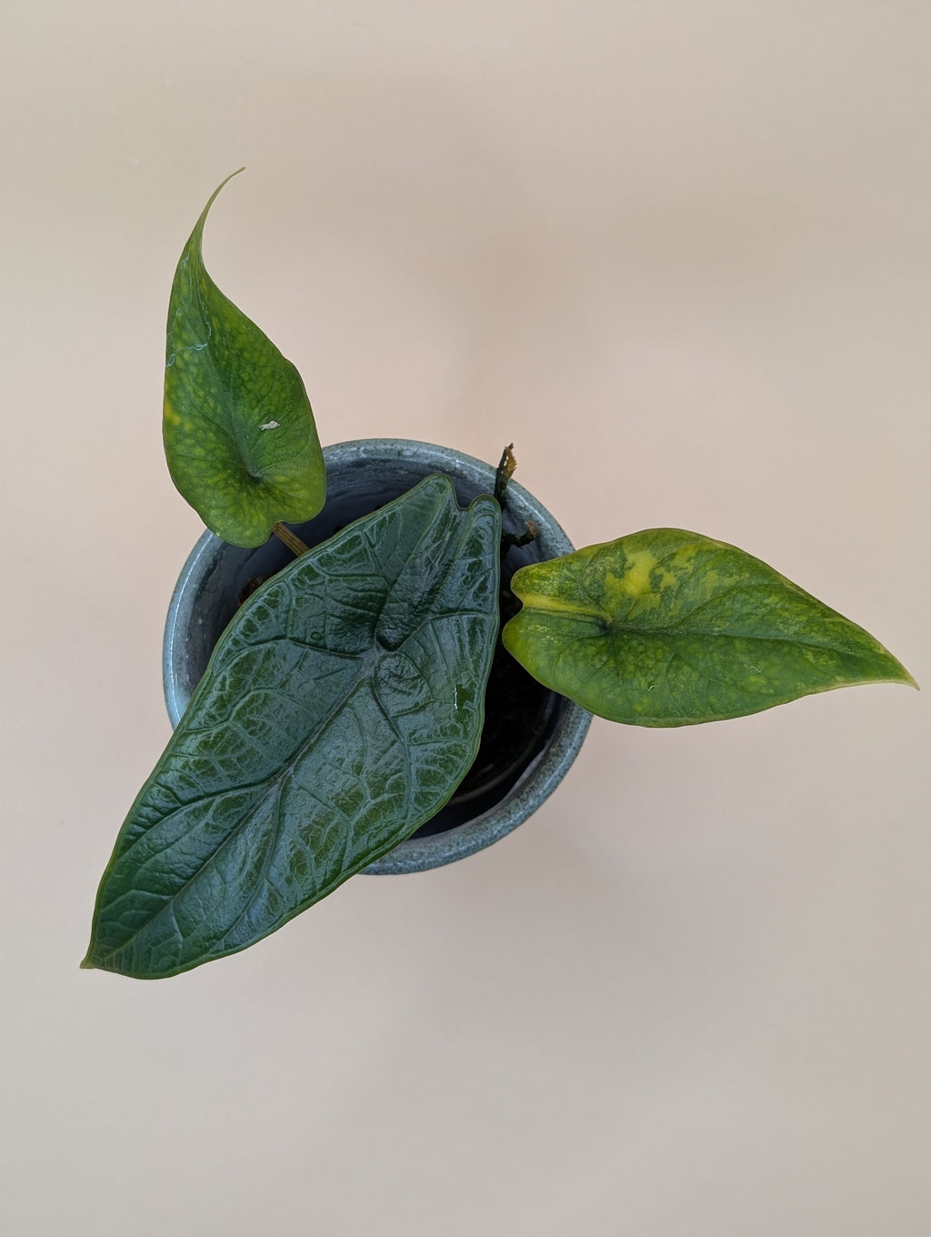 Alocasia Scalprum Aurea