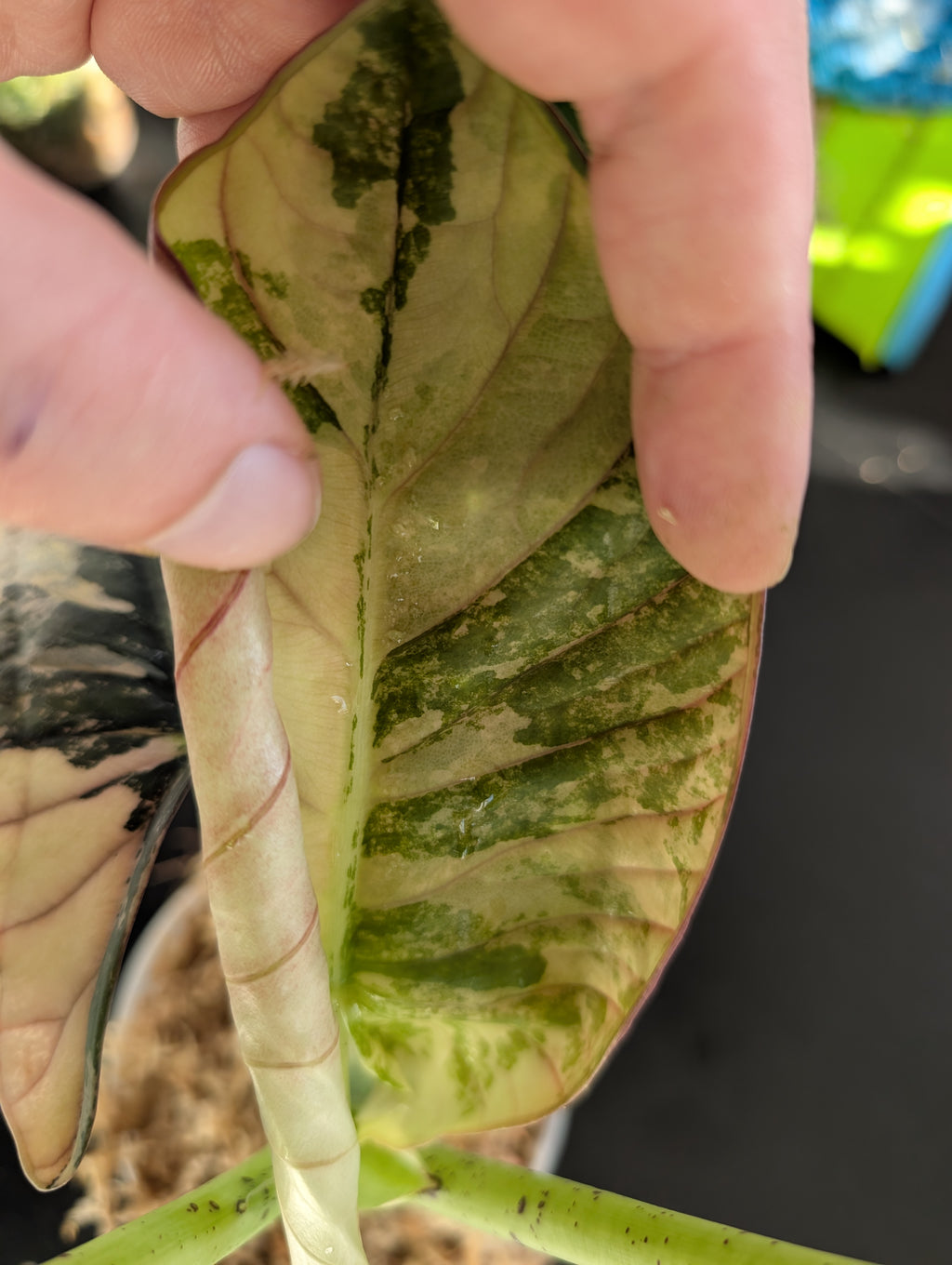 Alocasia Nebula Albo