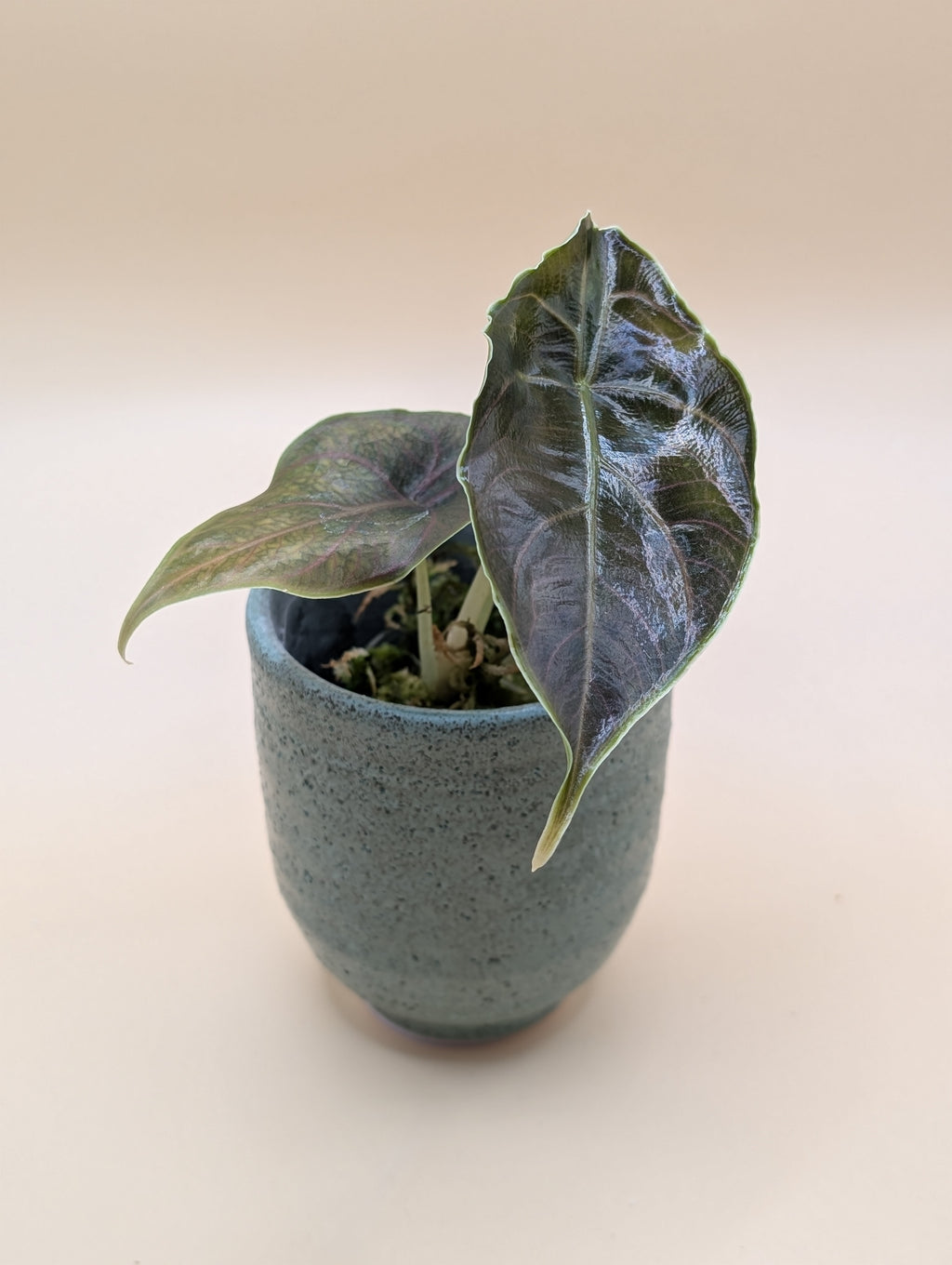 Alocasia Azlanii Albo