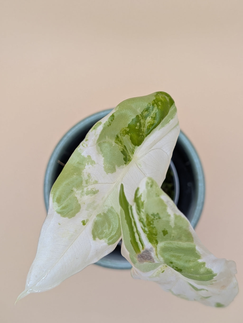Alocasia Acuminata Albo