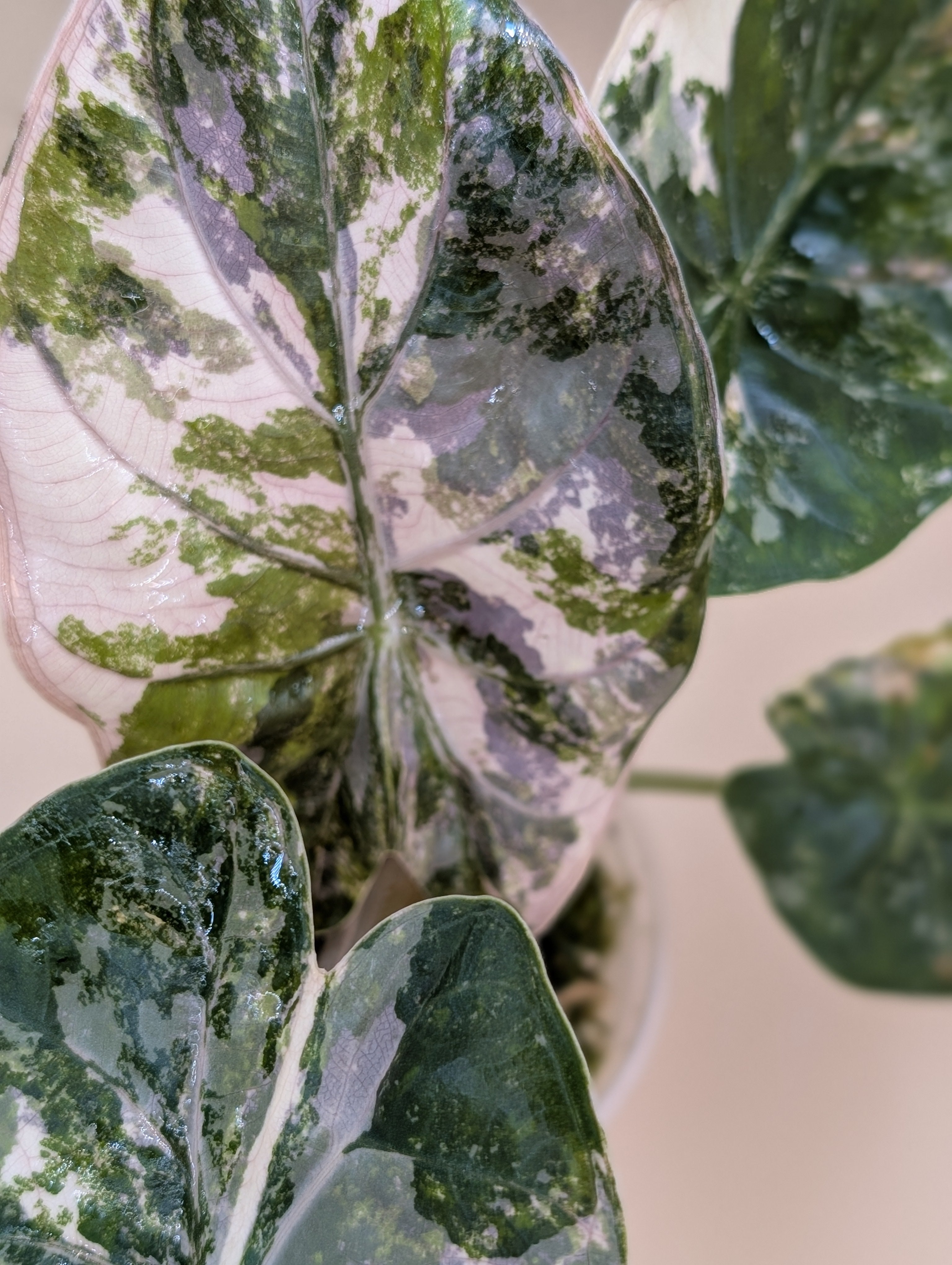 Alocasia Wentii Albo