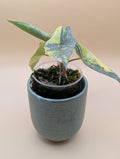Alocasia Heterophylla Metallic Blue Aurea
