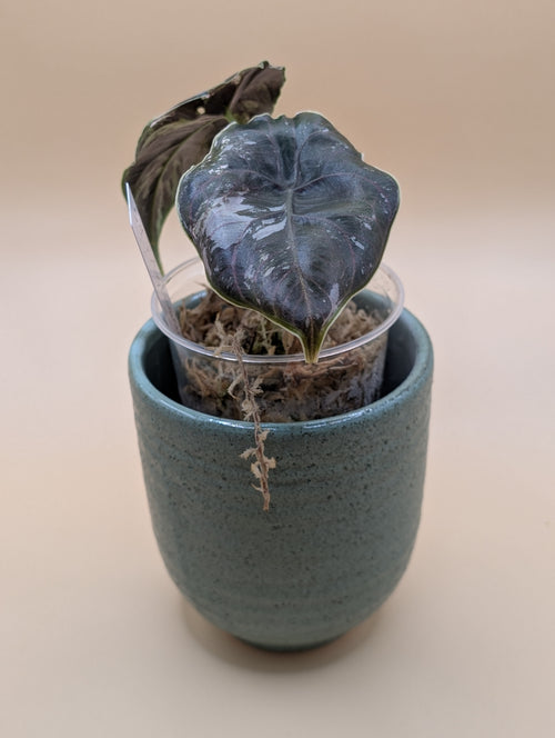 Alocasia Azlanii Albo low var