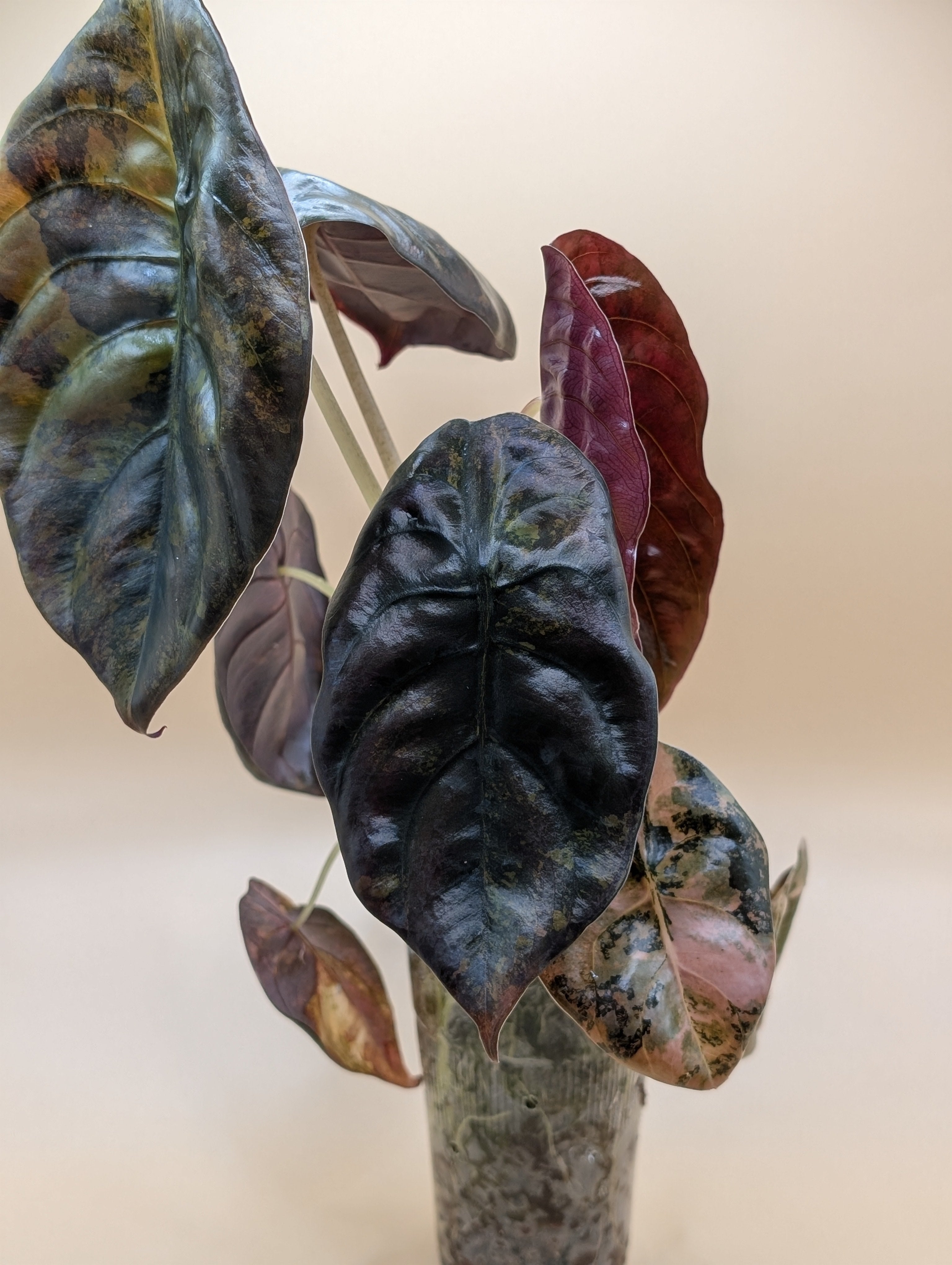 Alocasia Cuprea Gold