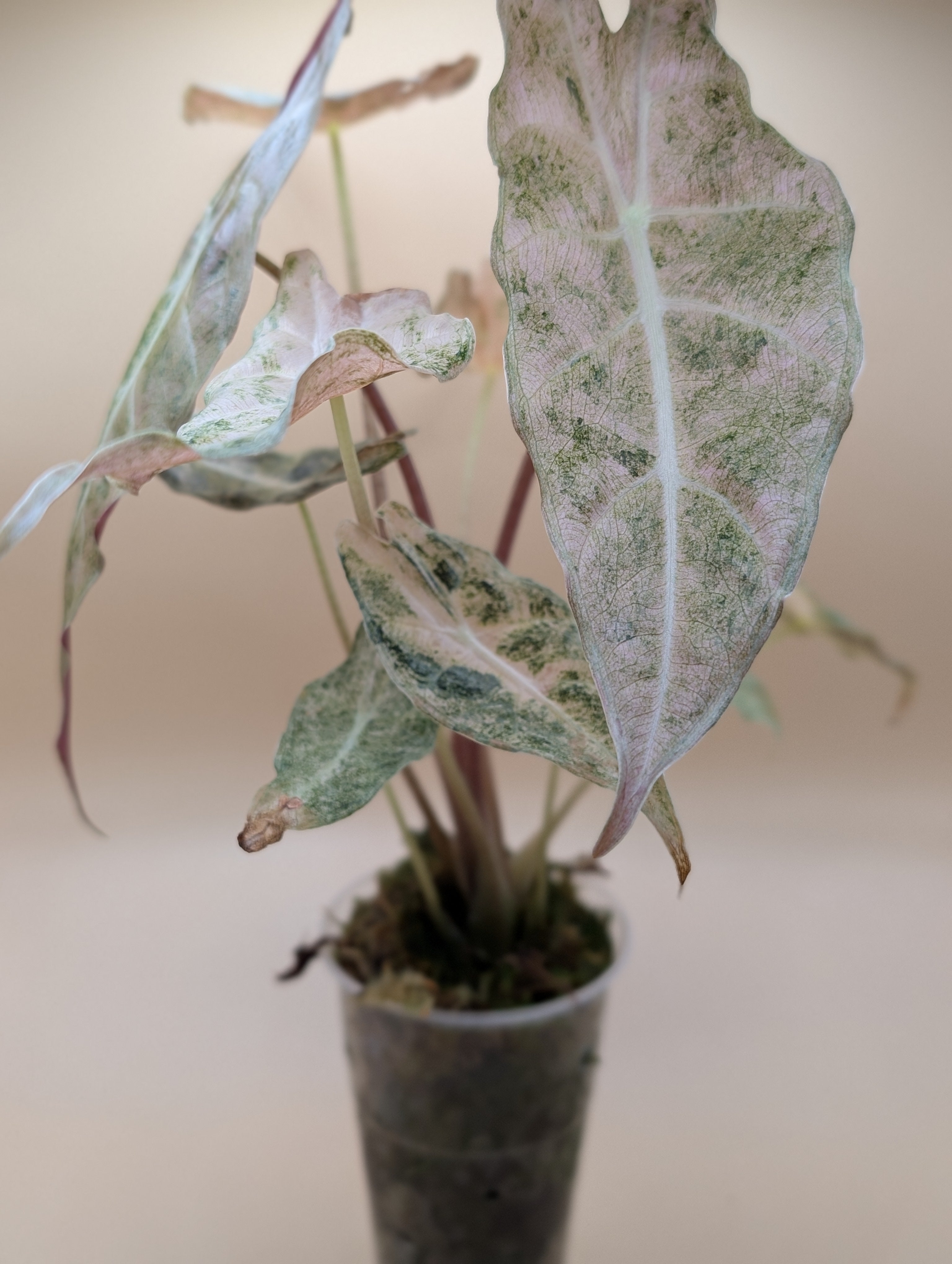 Alocasia Black Satun Stardust Mutterpflanze