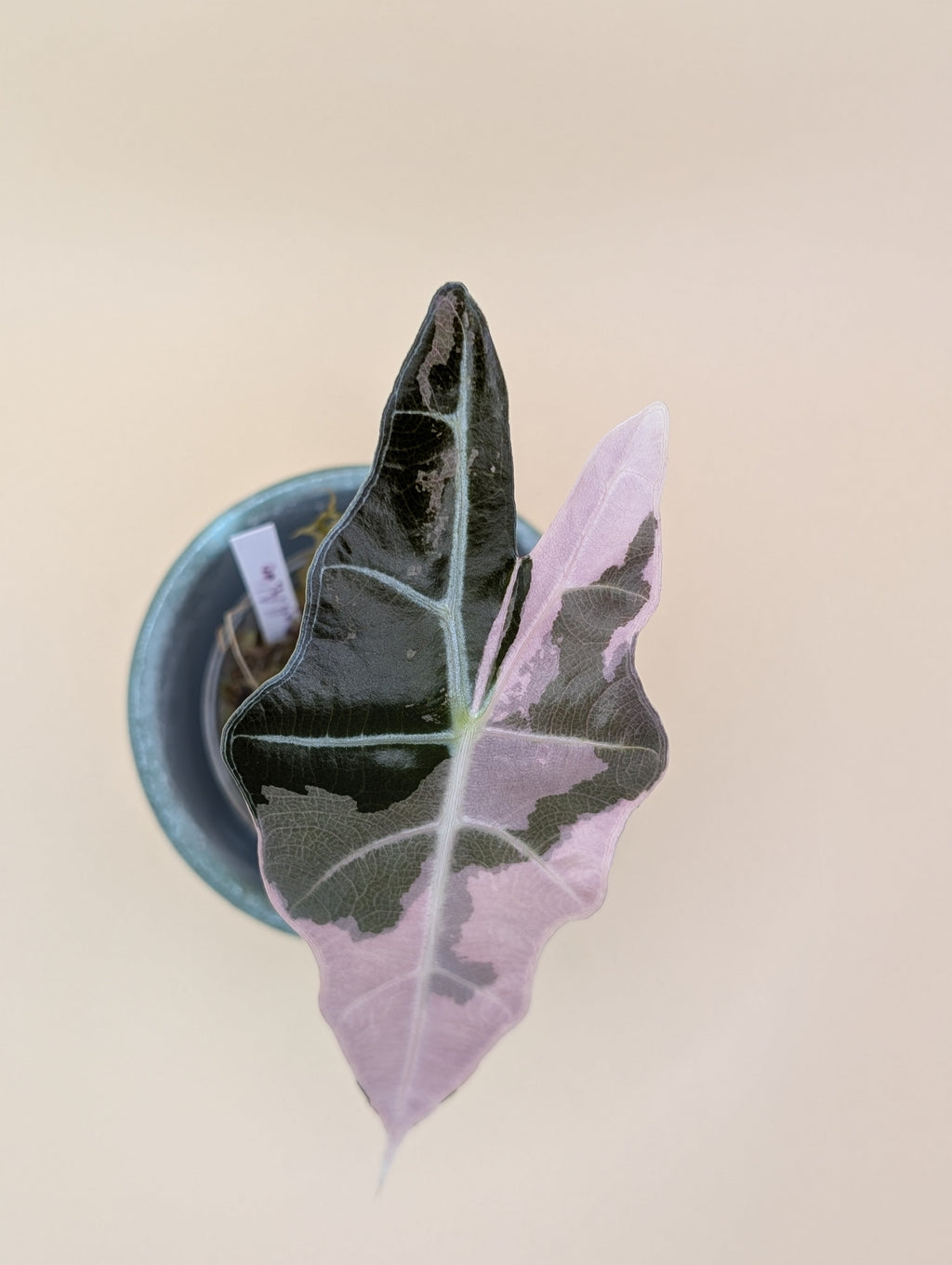 Alocasia Sanderiana 'Bull' Pink