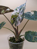 Alocasia Wentii Albo