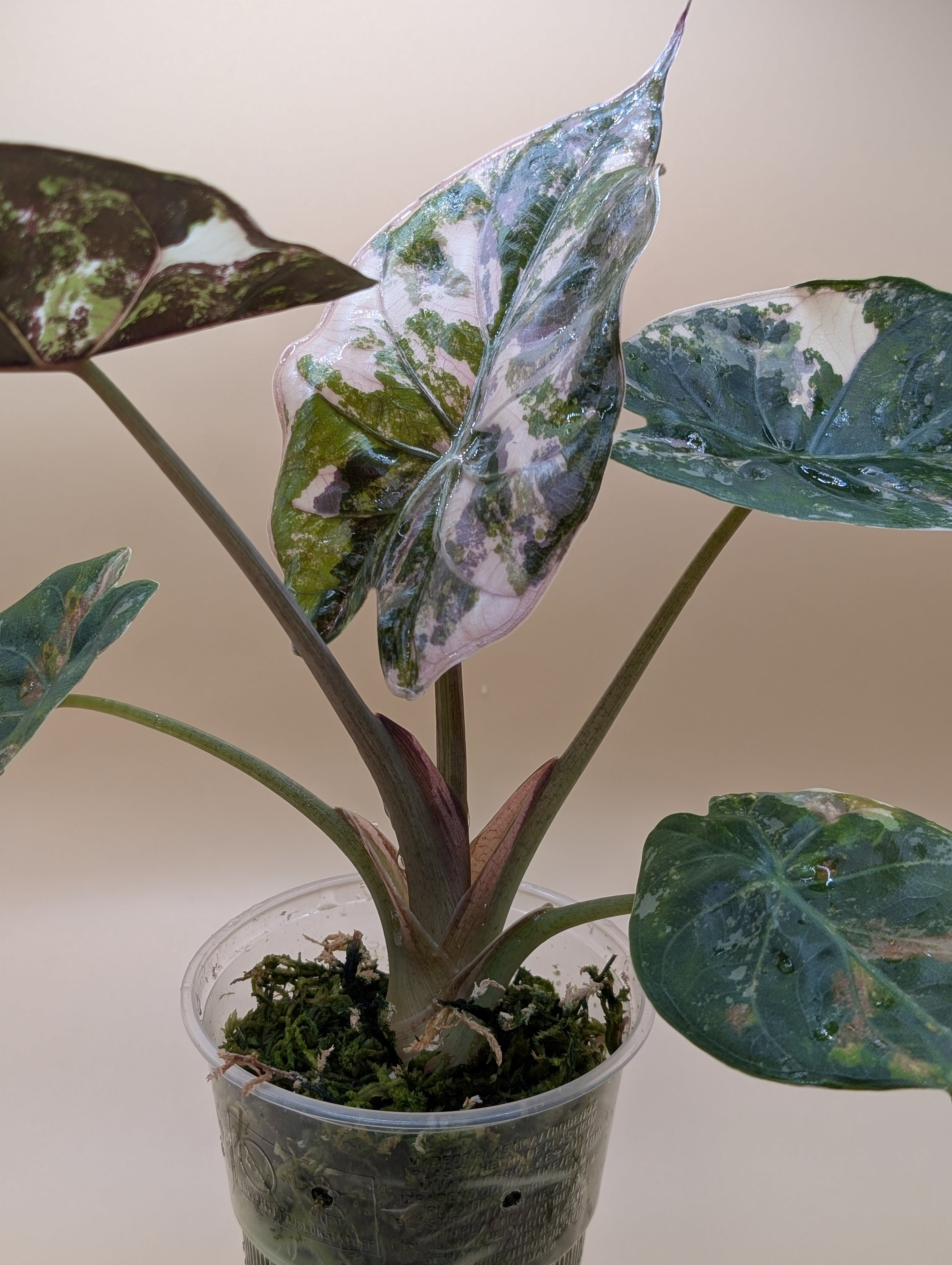 Alocasia Wentii Albo