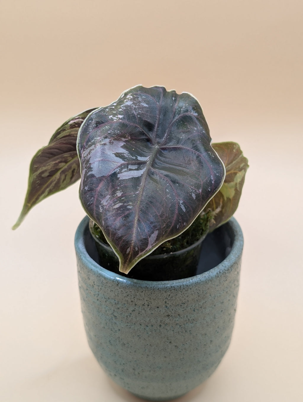 Alocasia Azlanii Albo