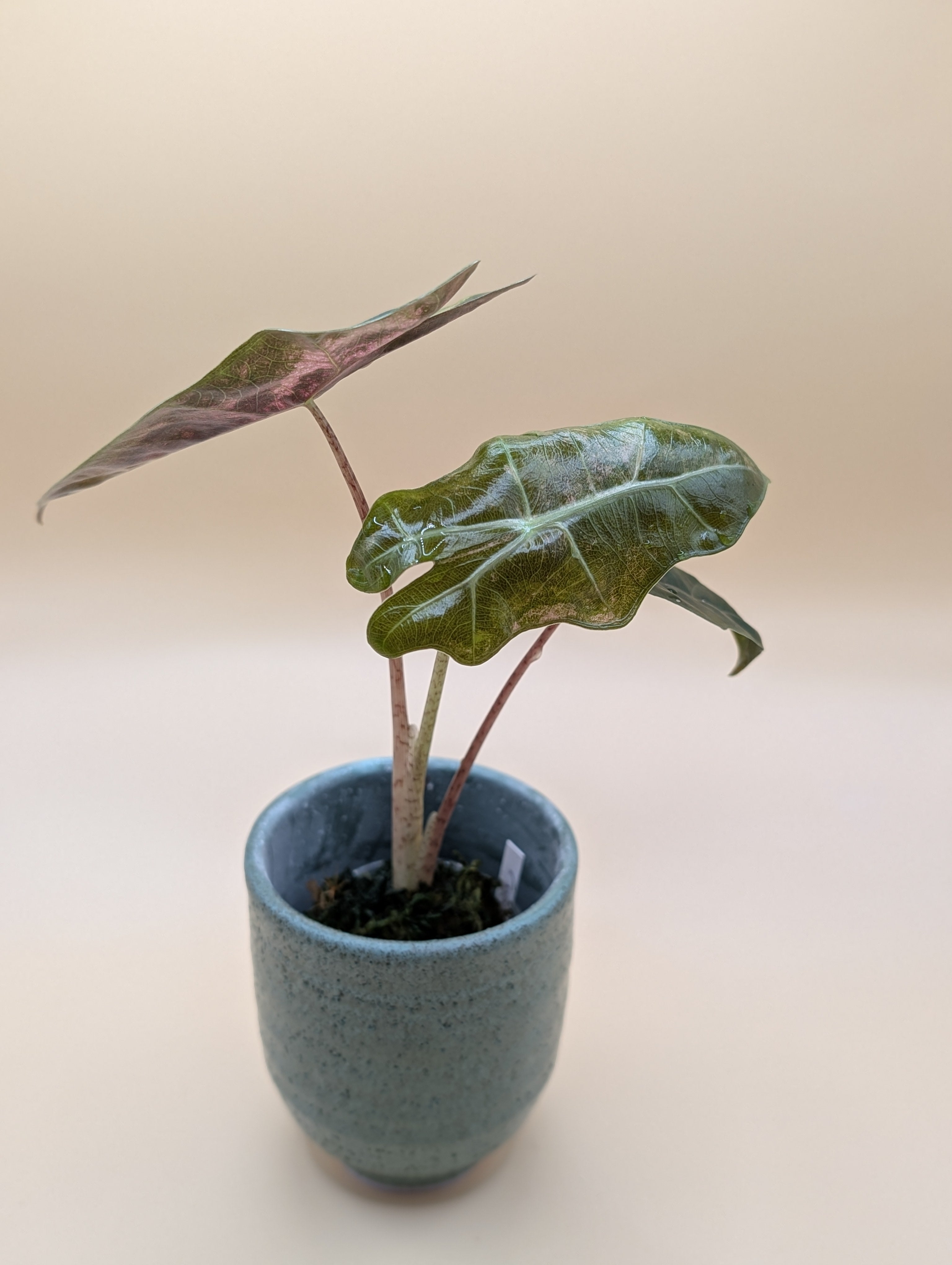 Alocasia Pseudo Sanderiana Pink low var