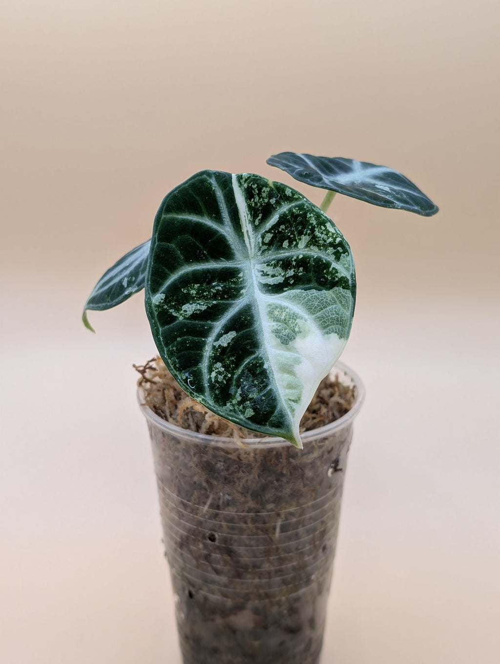Alocasia Ninja Albo
