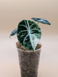 Alocasia Ninja Albo