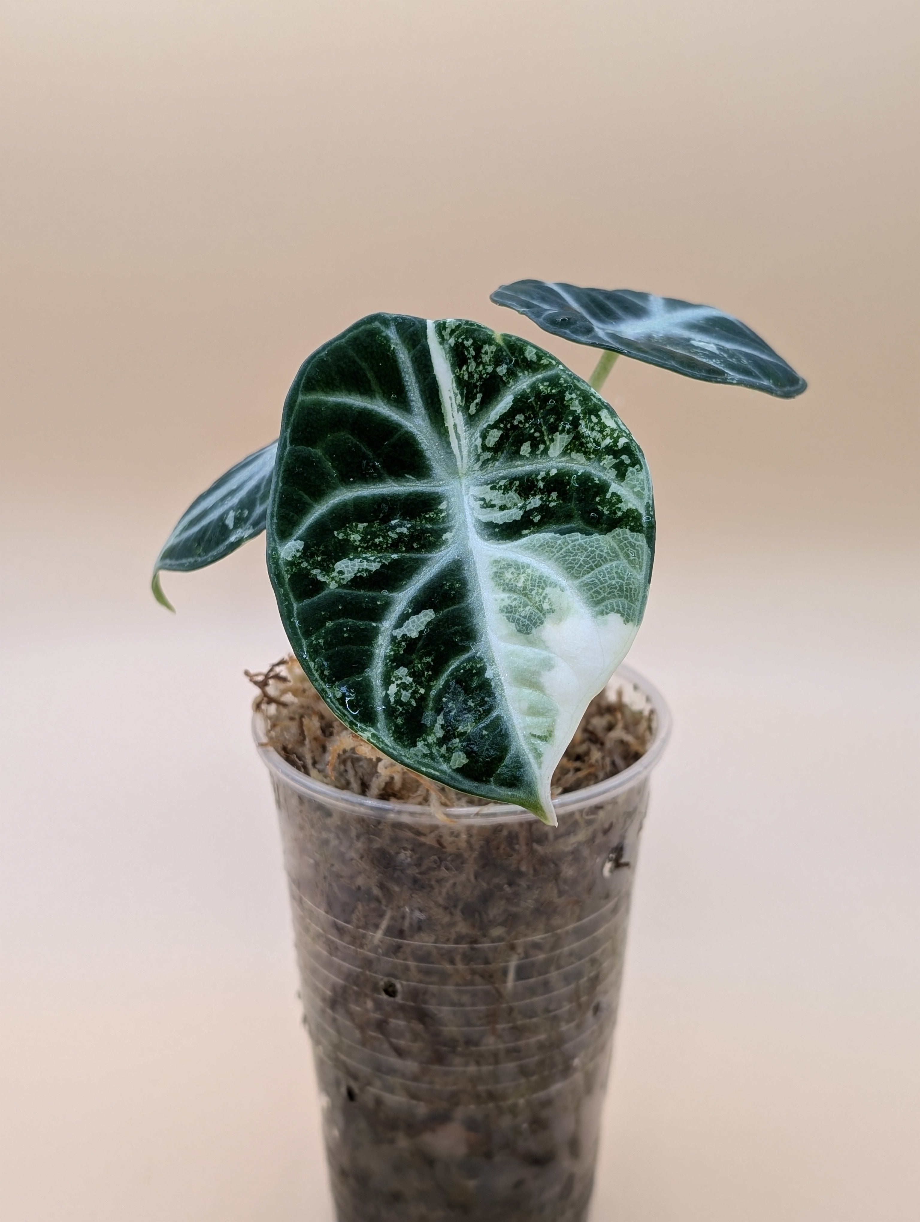 Alocasia Ninja Albo