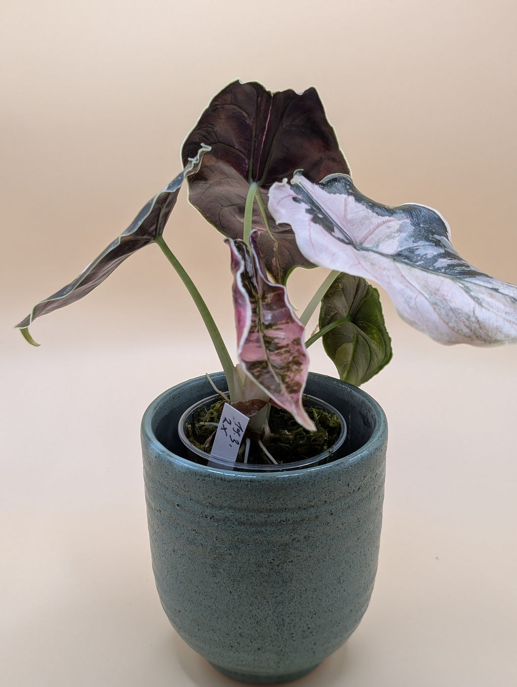 Alocasia Azlanii Albo