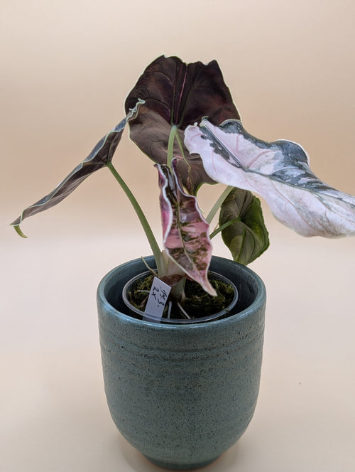 Alocasia Azlanii Albo