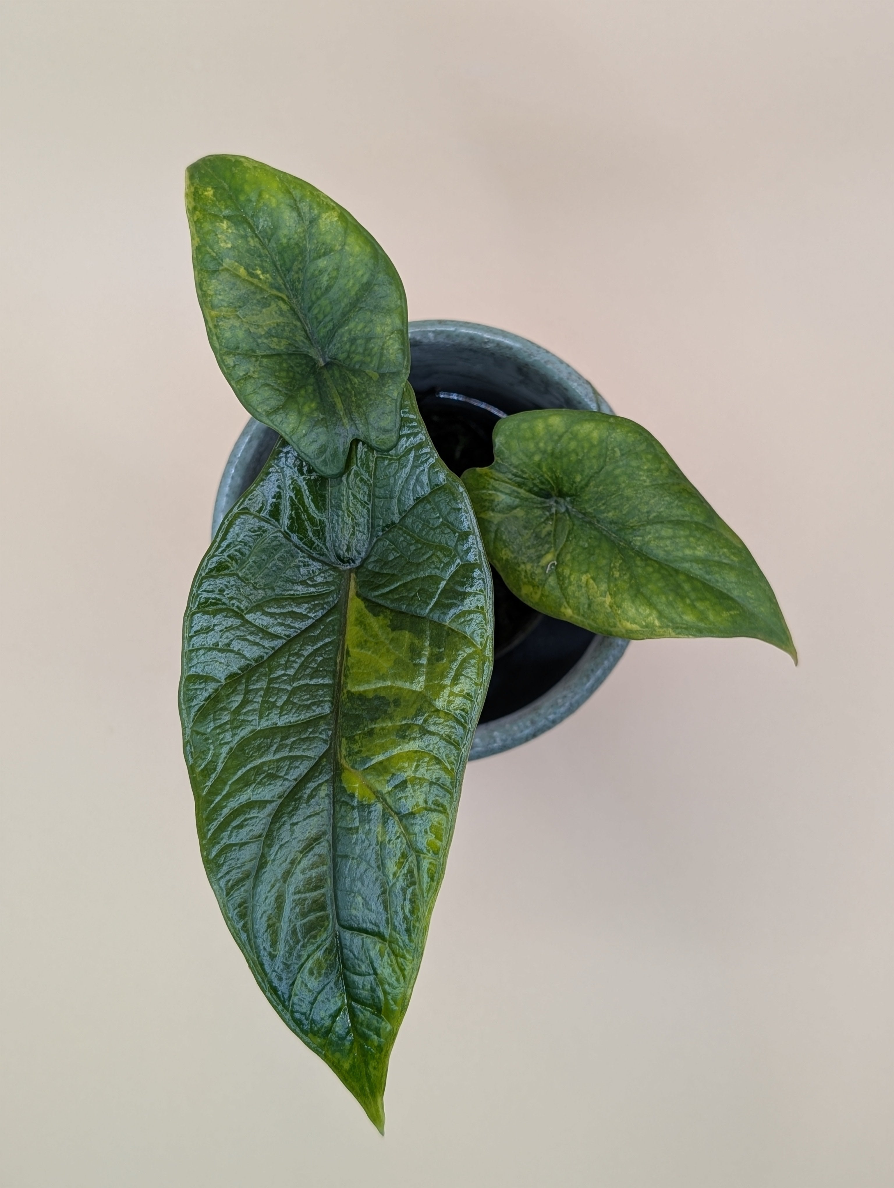 Alocasia Scalprum Aurea