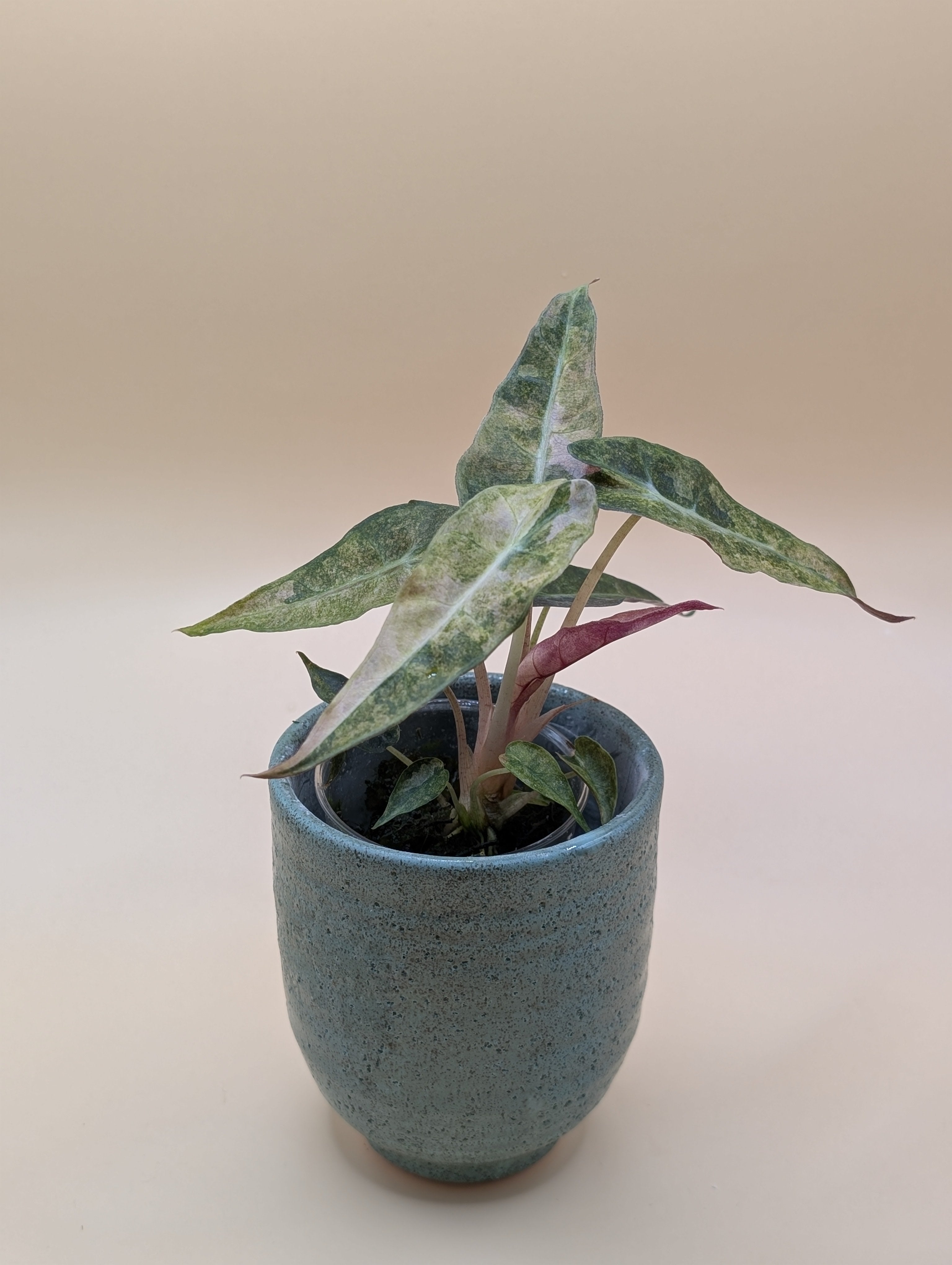 Alocasia Polly Tricolor