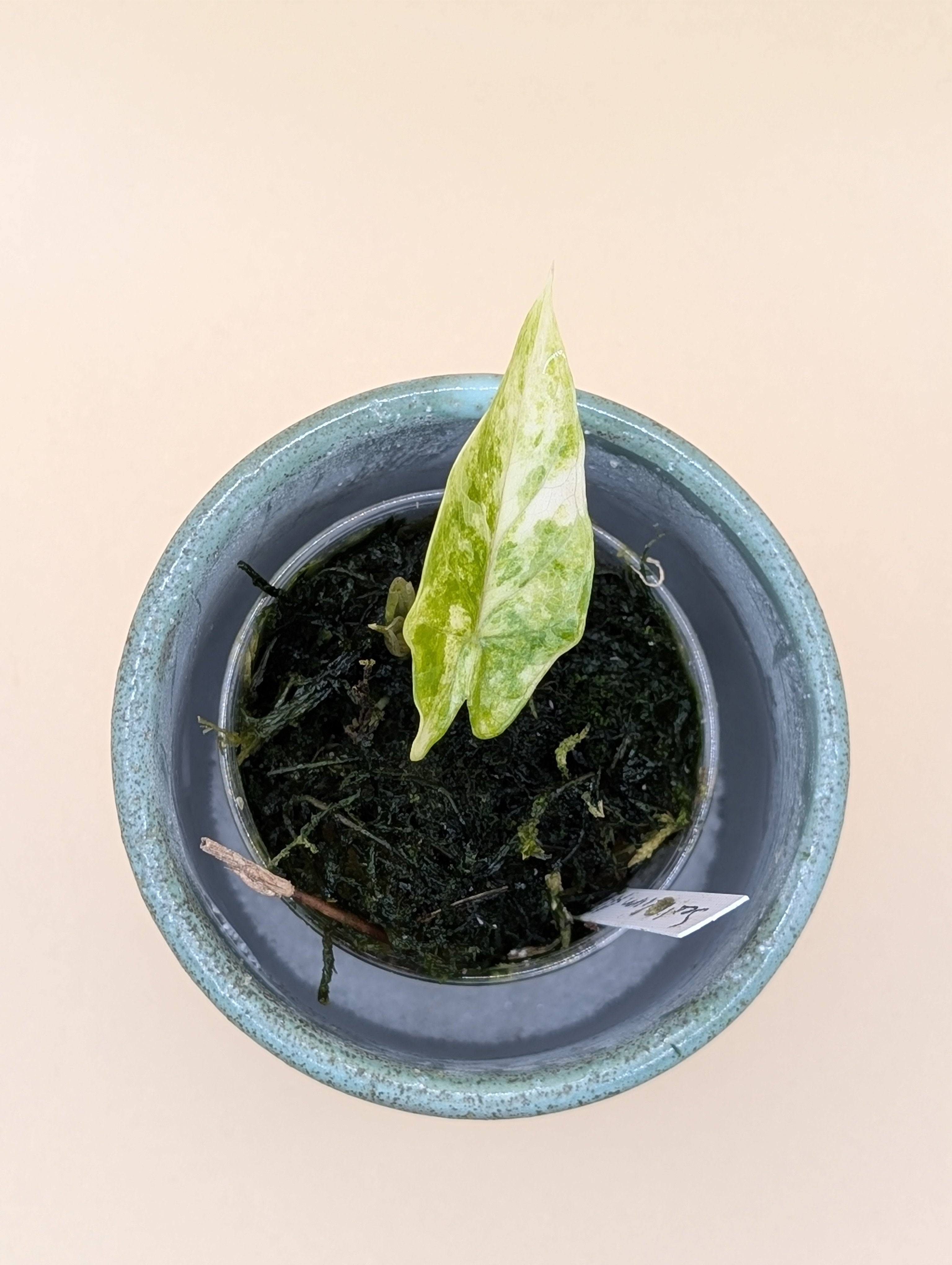 Alocasia Scalprum Albo