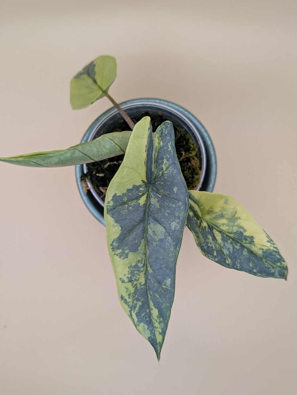 Alocasia Heterophylla Metallic Blue Aurea
