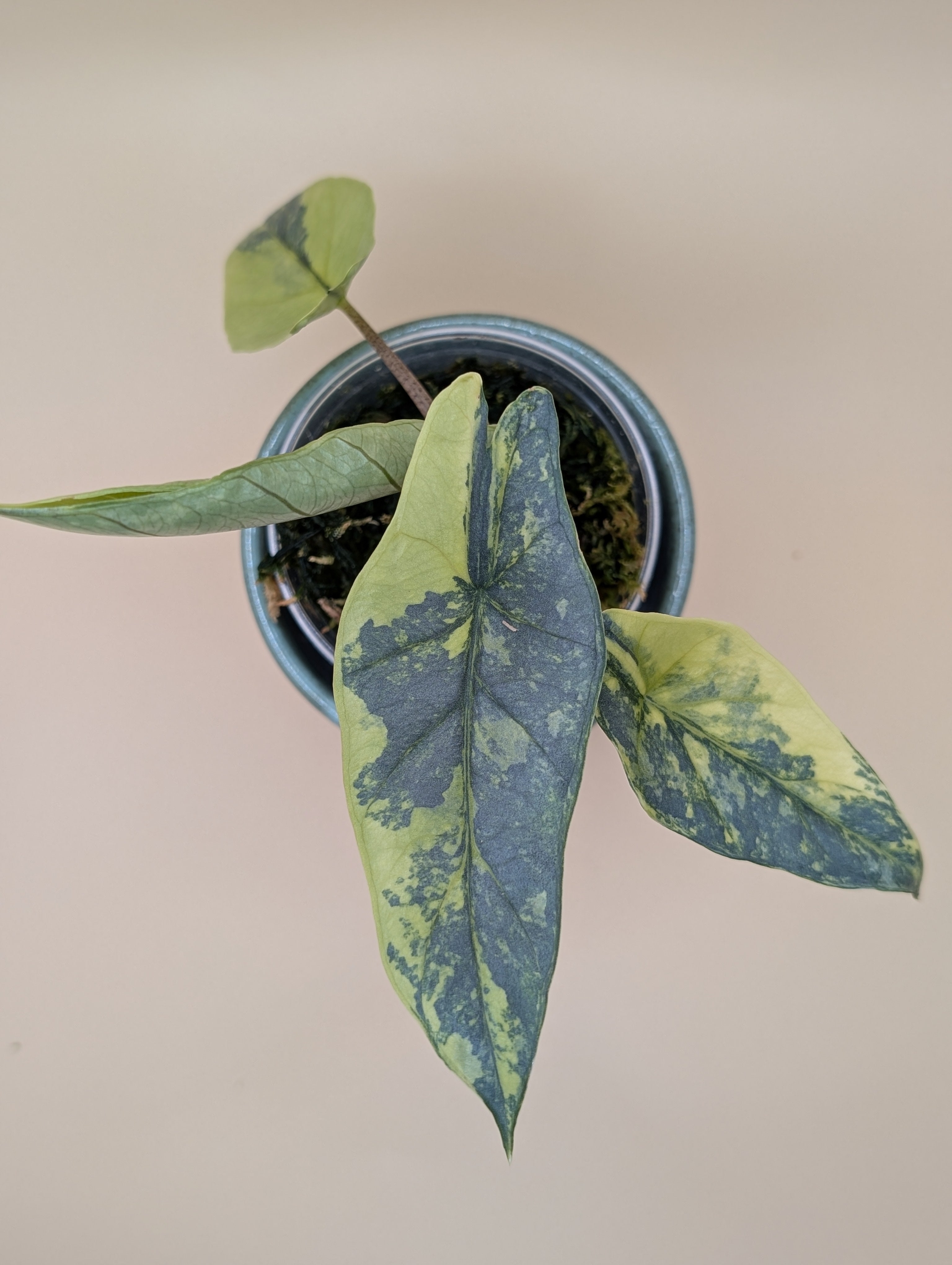 Alocasia Heterophylla Metallic Blue Aurea